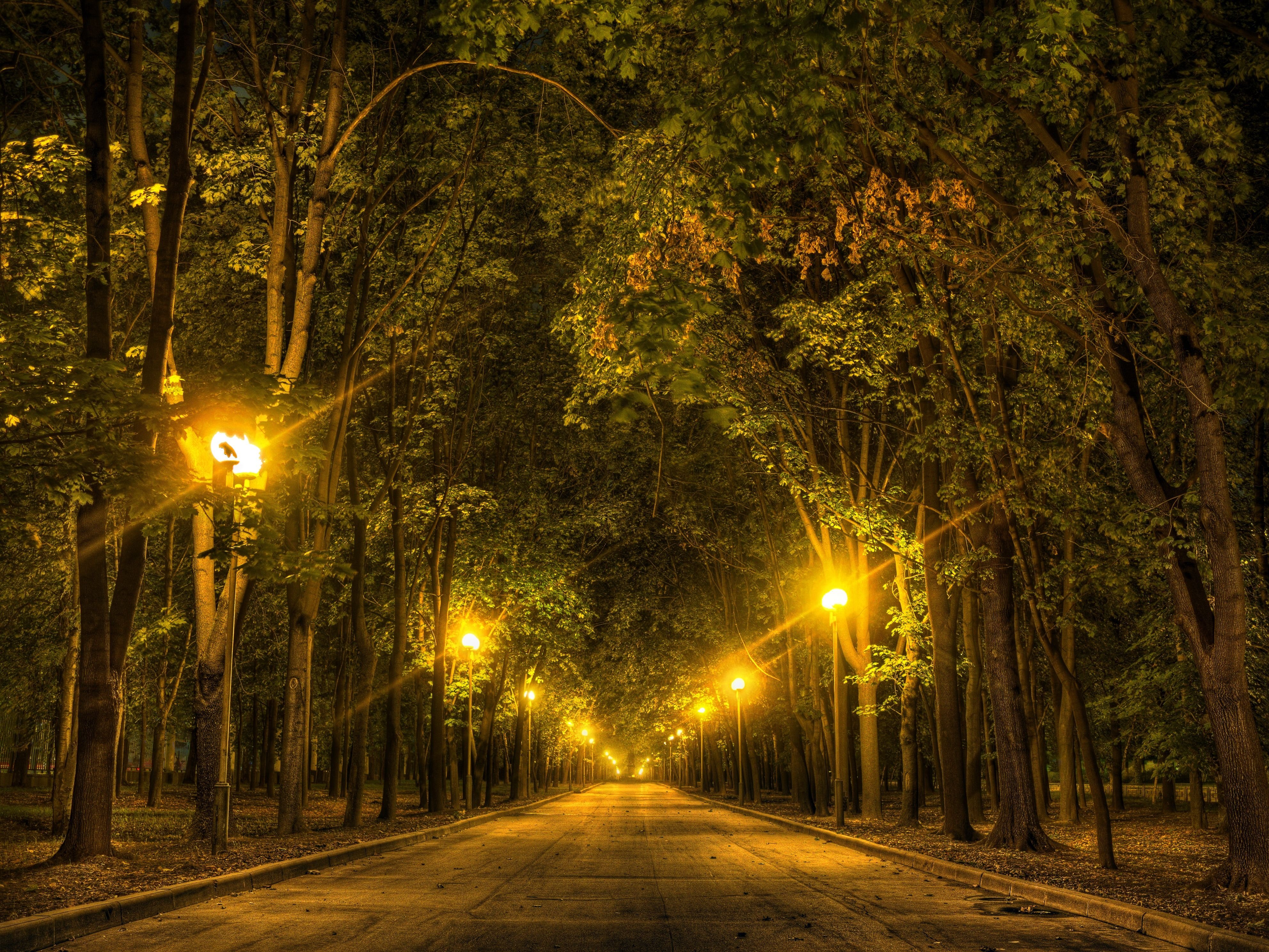 road, Trees, Night, Lights, Autumn, Forest Wallpaper HD / Desktop and Mobile Background
