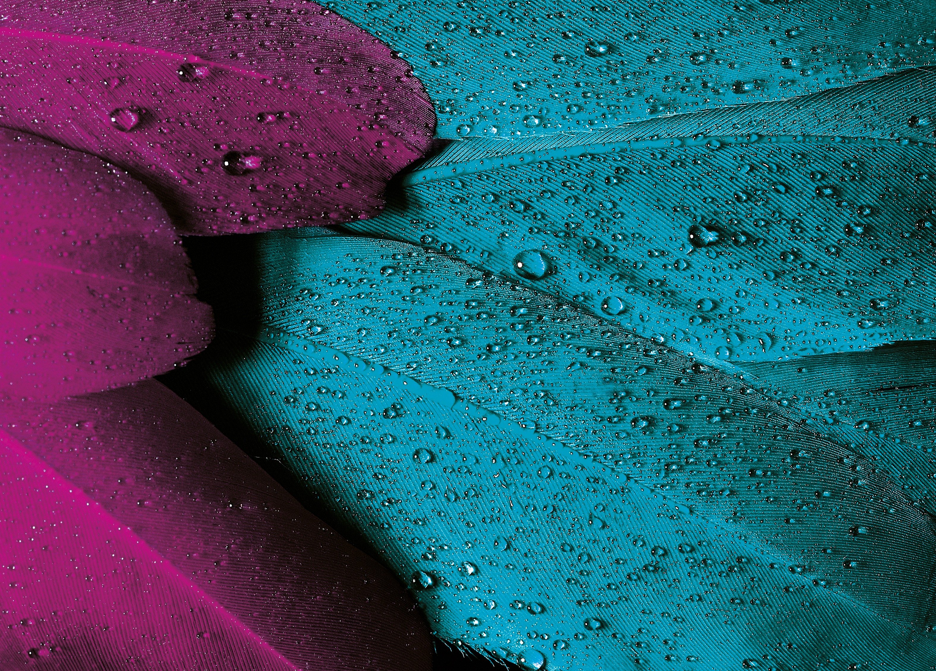 Wallpaper Violet, Color Scheme, Teal, Color, Purple, Background Free Image