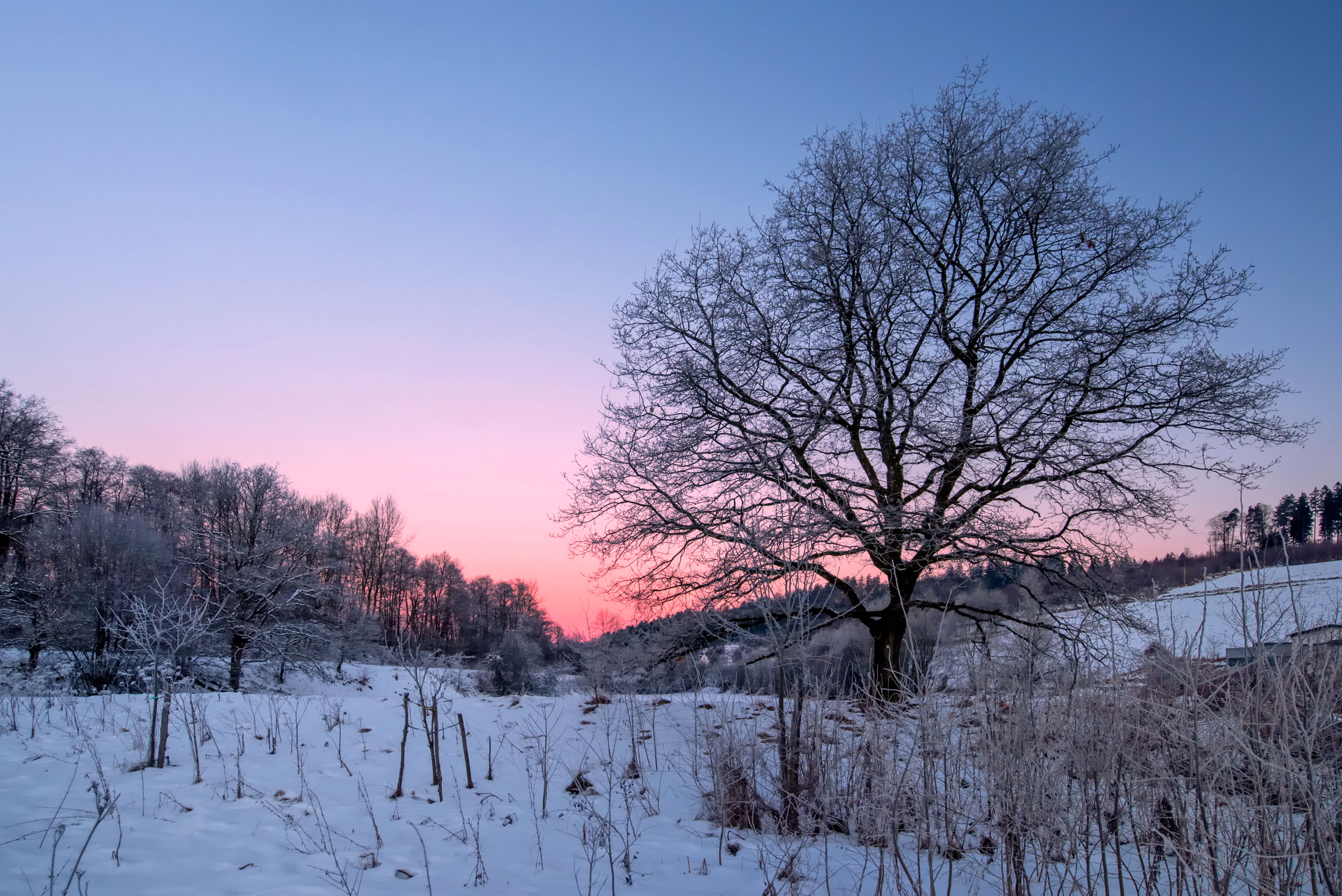 Wallpaper, tree, snow, winter, morning, sky, red, early, landscape, nature, January, Capture 6016x4016