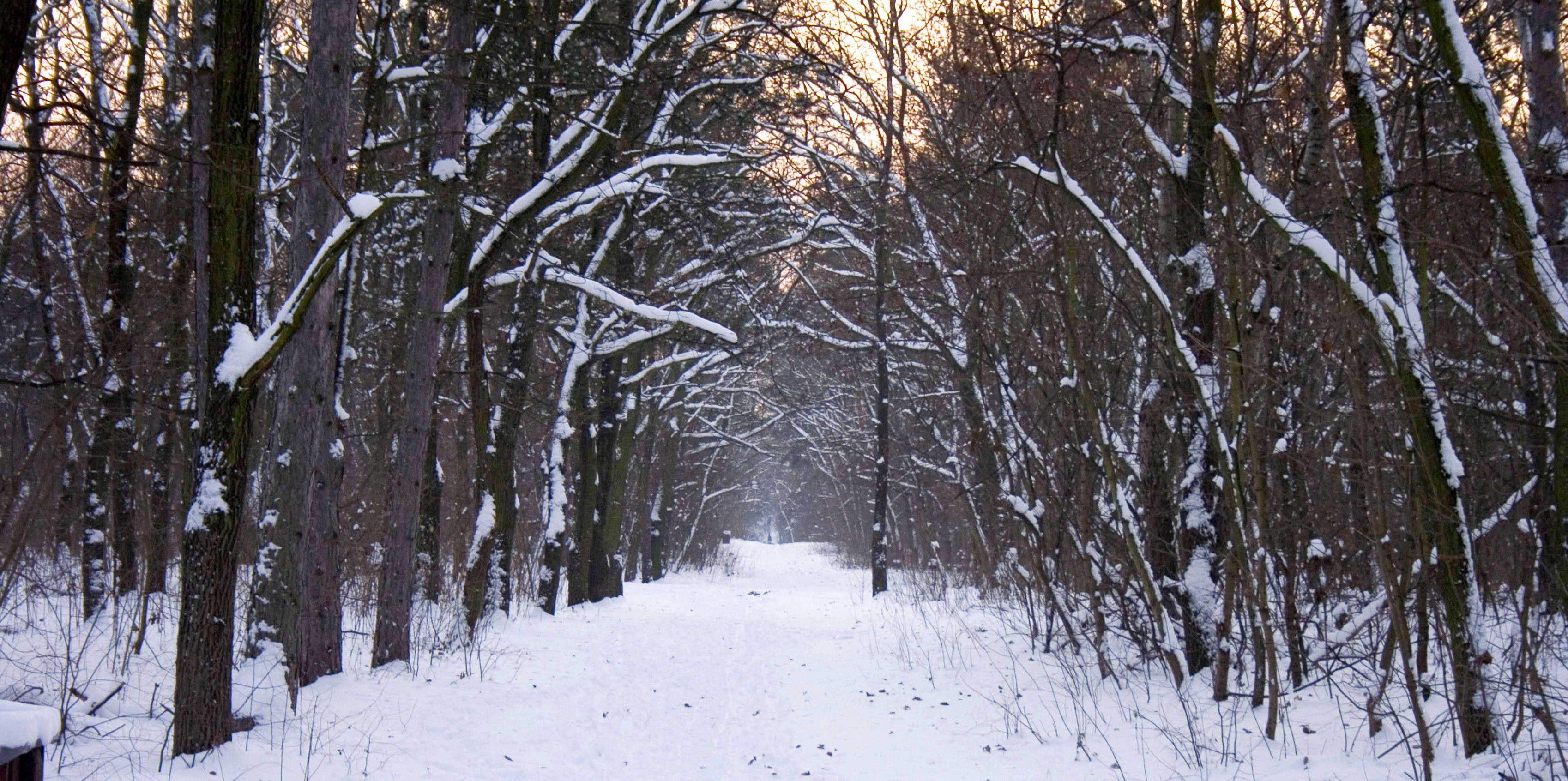 Winter forrest Budapest