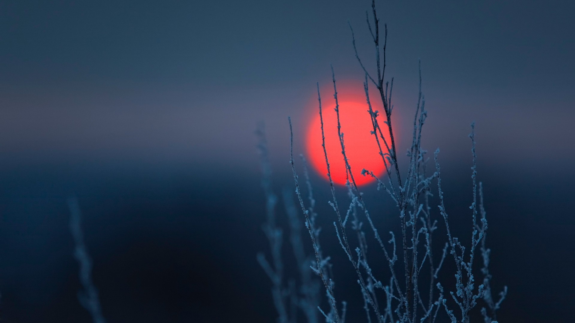 nature, Landscape, Minimalism, Clear Sky, Simple, Sun, Sunset, Winter, Frost, Plants, Branch, Blue Wallpaper HD / Desktop and Mobile Background