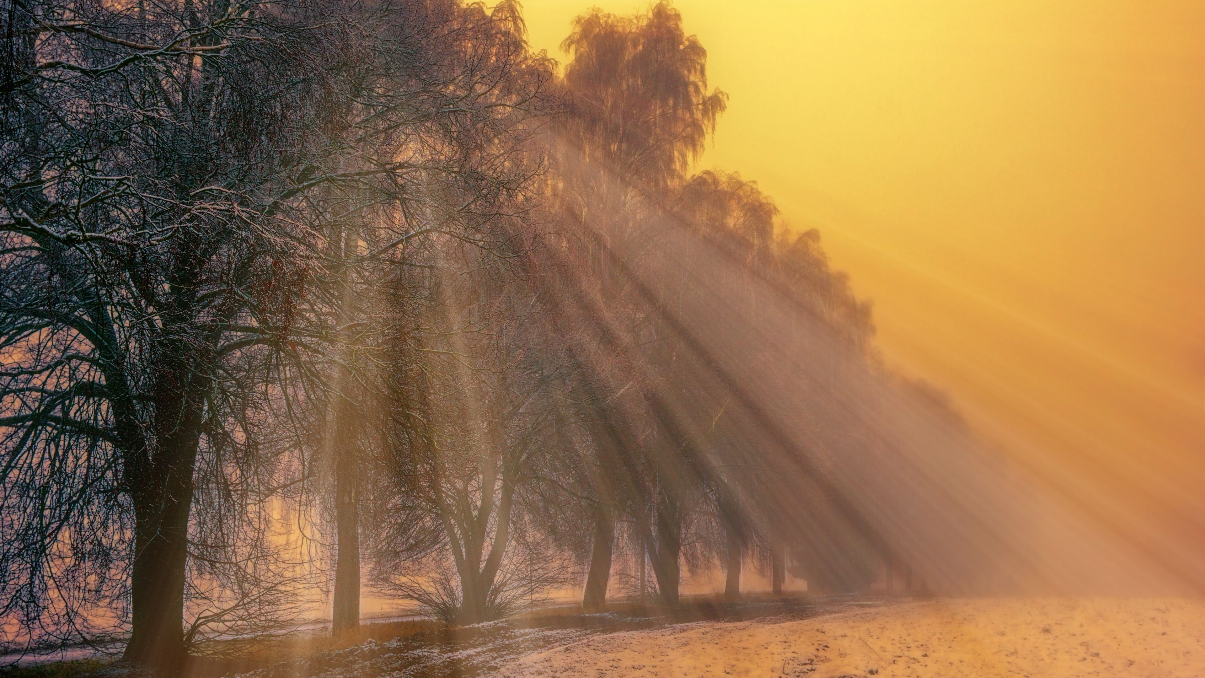 Foggy Trees Winter Morning Sun Rays