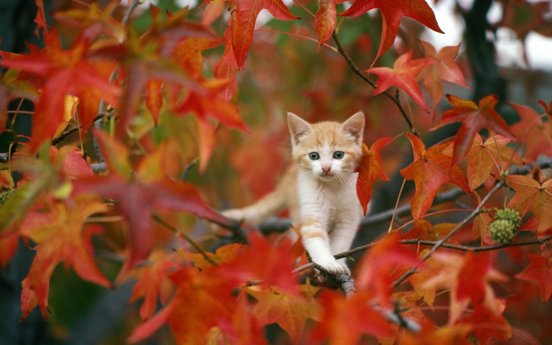 Animals cats kittens fur face whiskers trees autumn fall seasons leaves cute wallpaperx1200