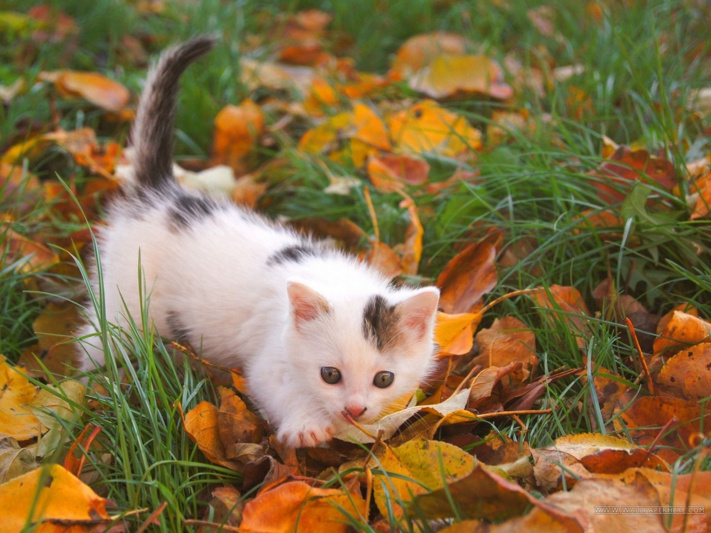 Download wallpaper 1400x1050 kitten, baby, spotted, leaves, autumn standard 4:3 HD background