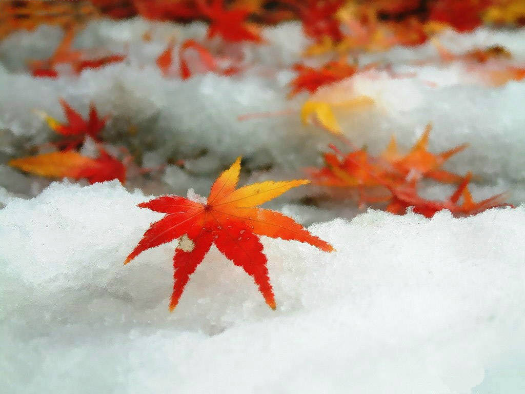 Download Early Winter Wallpaper