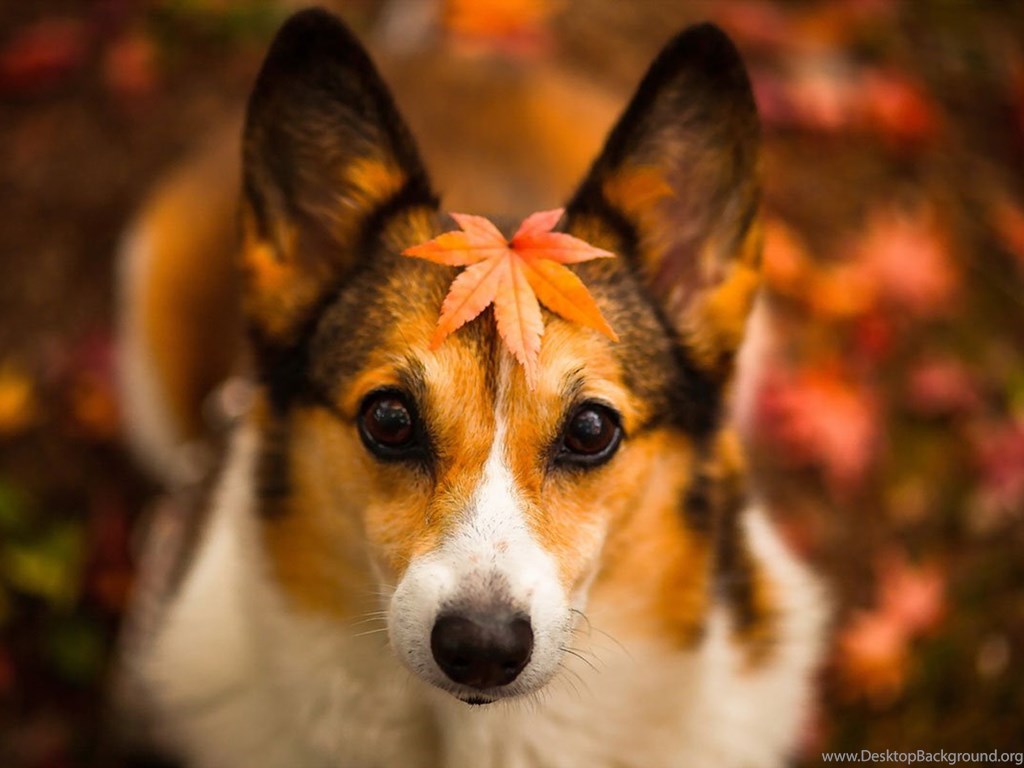 Cute Puppy Autumn Wallpapers - Wallpaper Cave