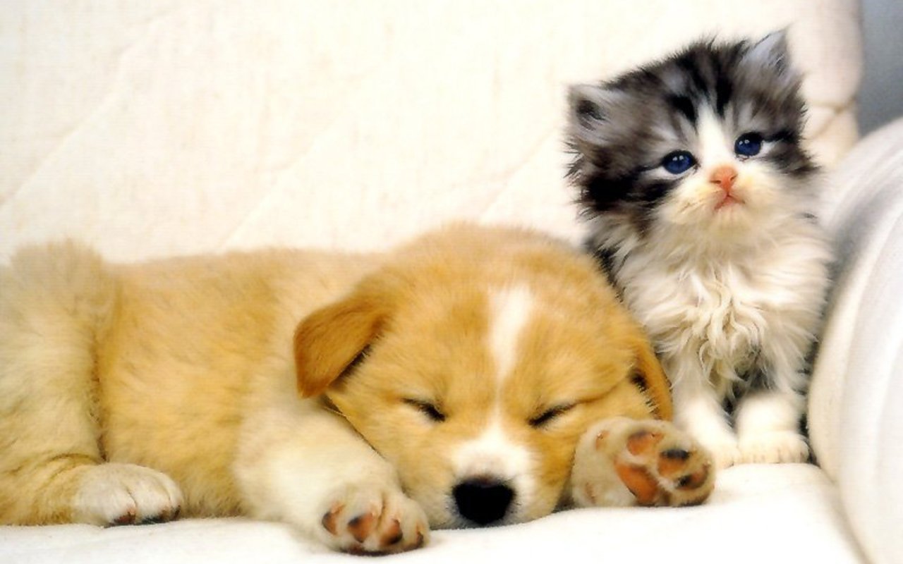 Kitten and Puppy Wallpaper