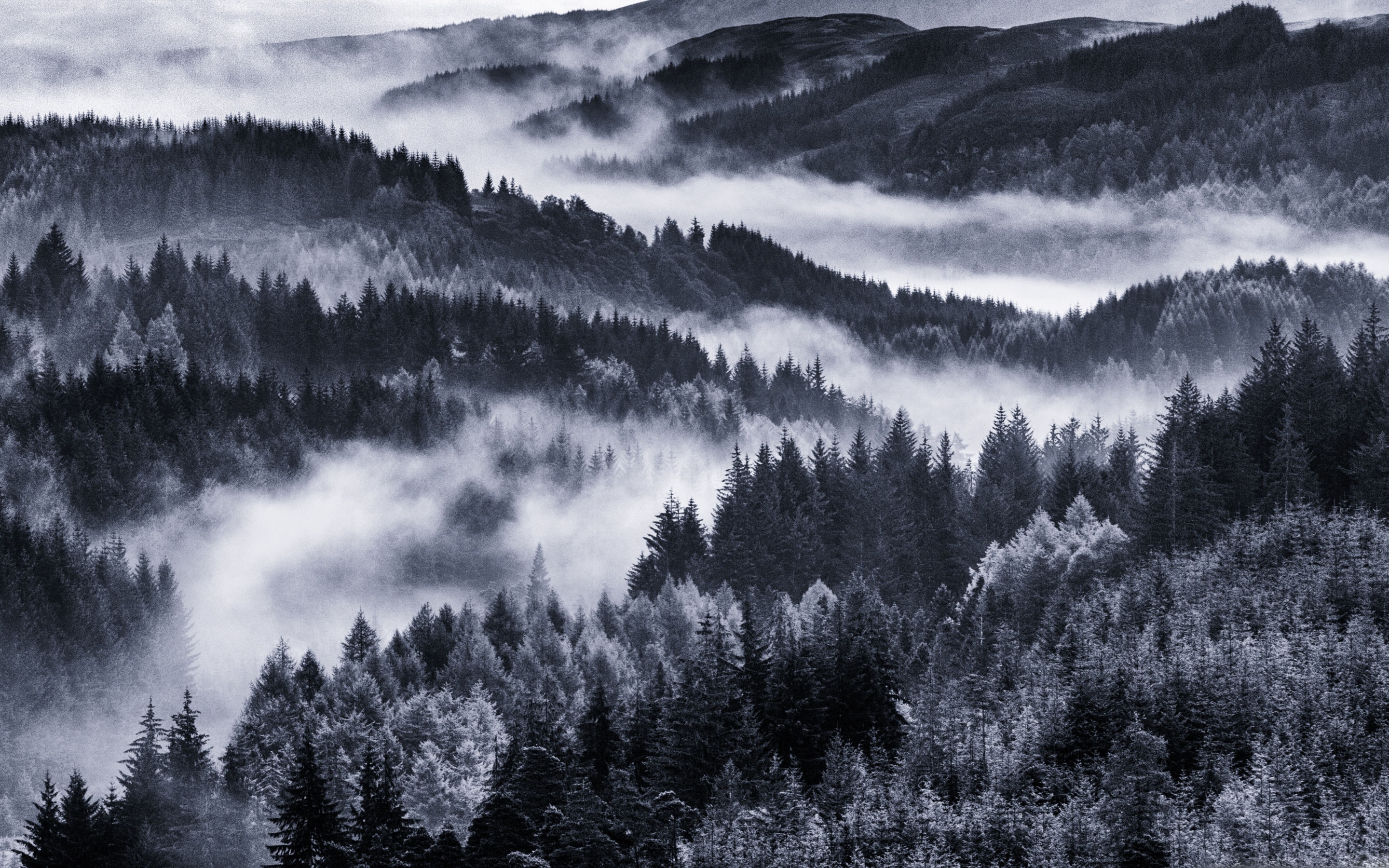 Early Morning Mist Forest Mac Wallpaper Download