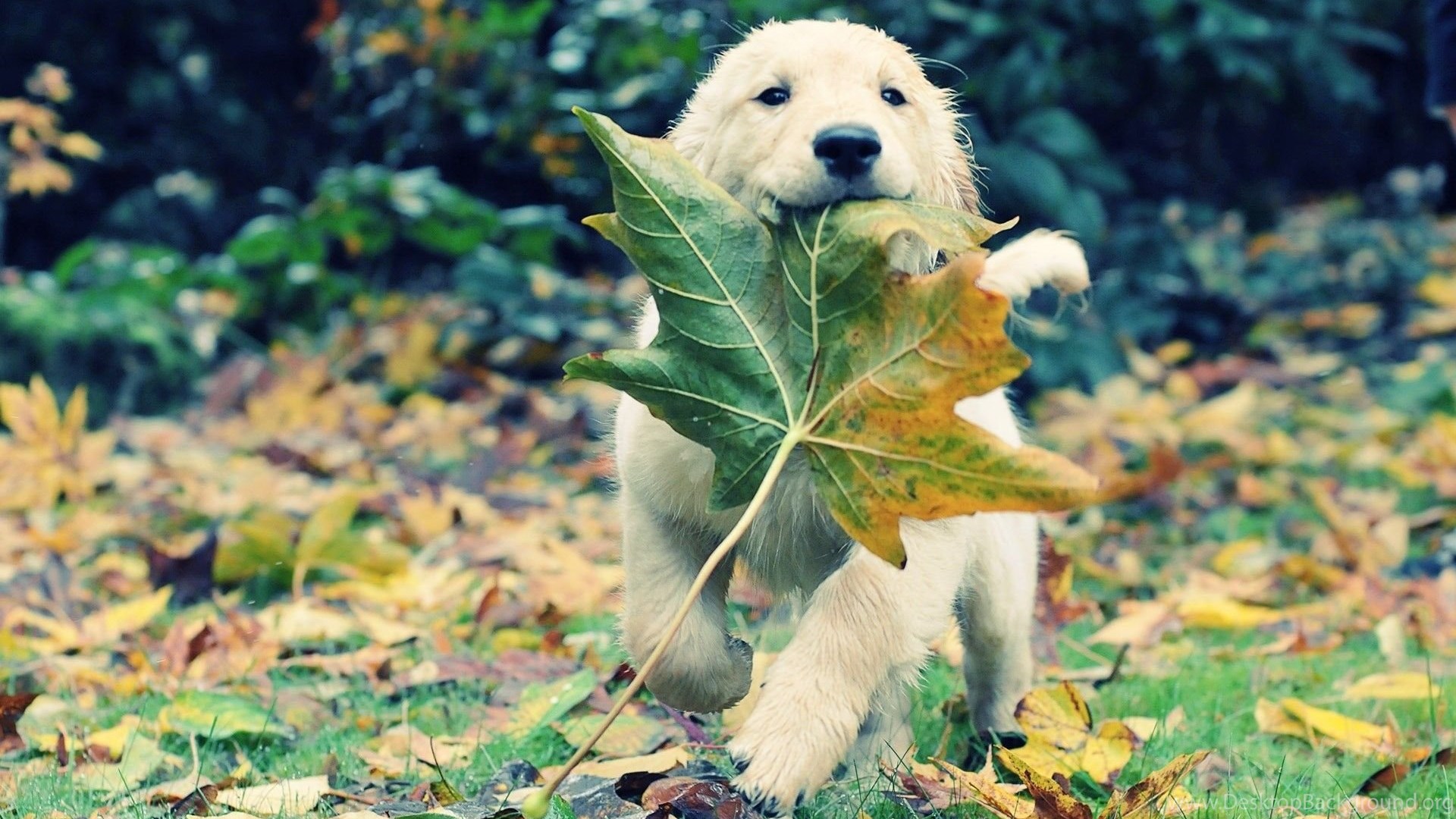 Cute Puppy Autumn Wallpapers - Wallpaper Cave