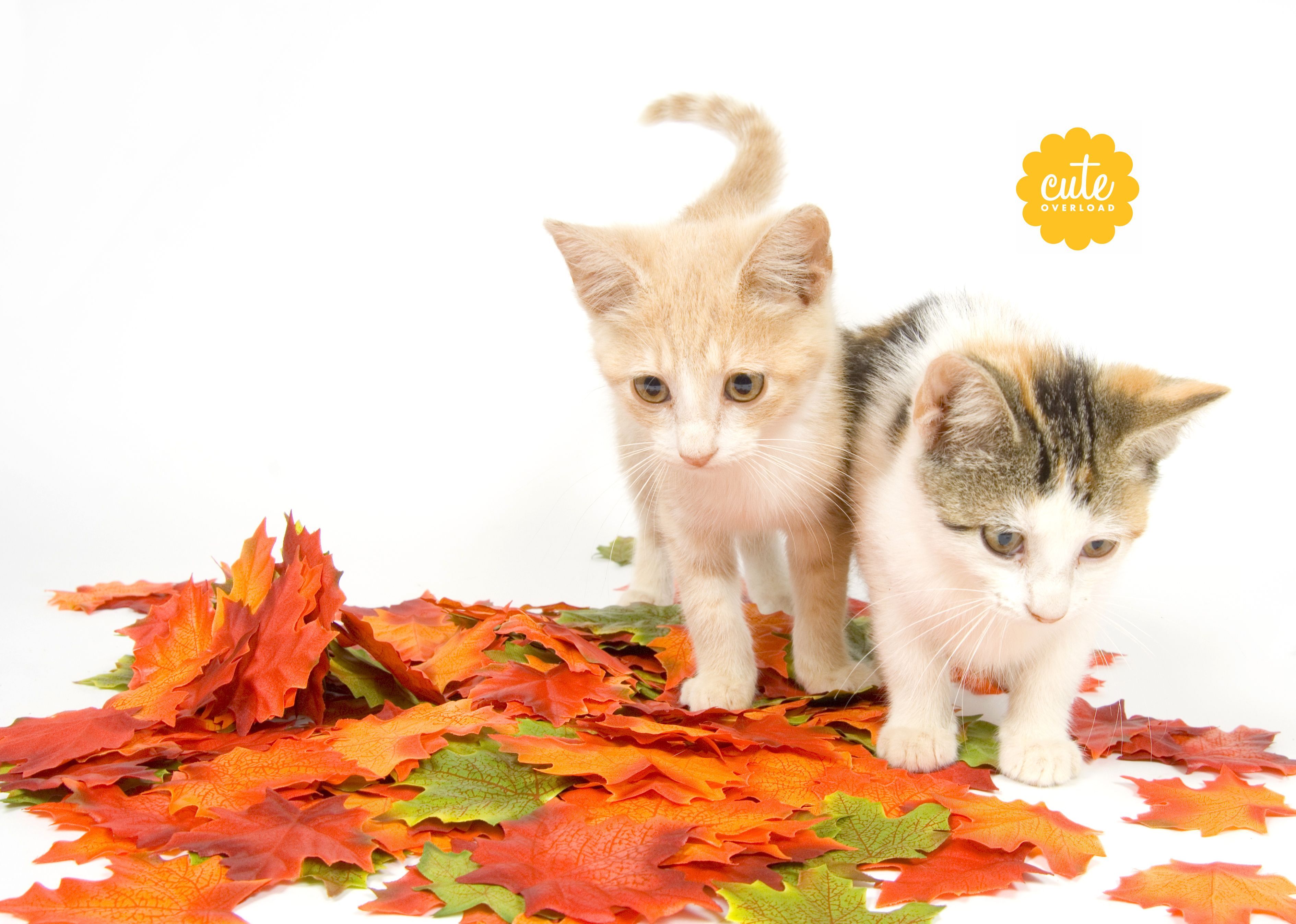 C.O. Wallpaper Of The Month. Cute puppies, Cute animals, Kittens