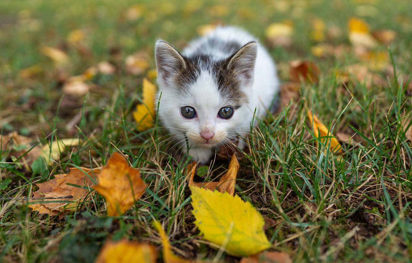 Wallpaper autumn, cat, white, grass, look, leaves, kitty, glade, foliage, baby, muzzle, kitty, sitting, spotted, autumn leaves image for desktop, section кошки