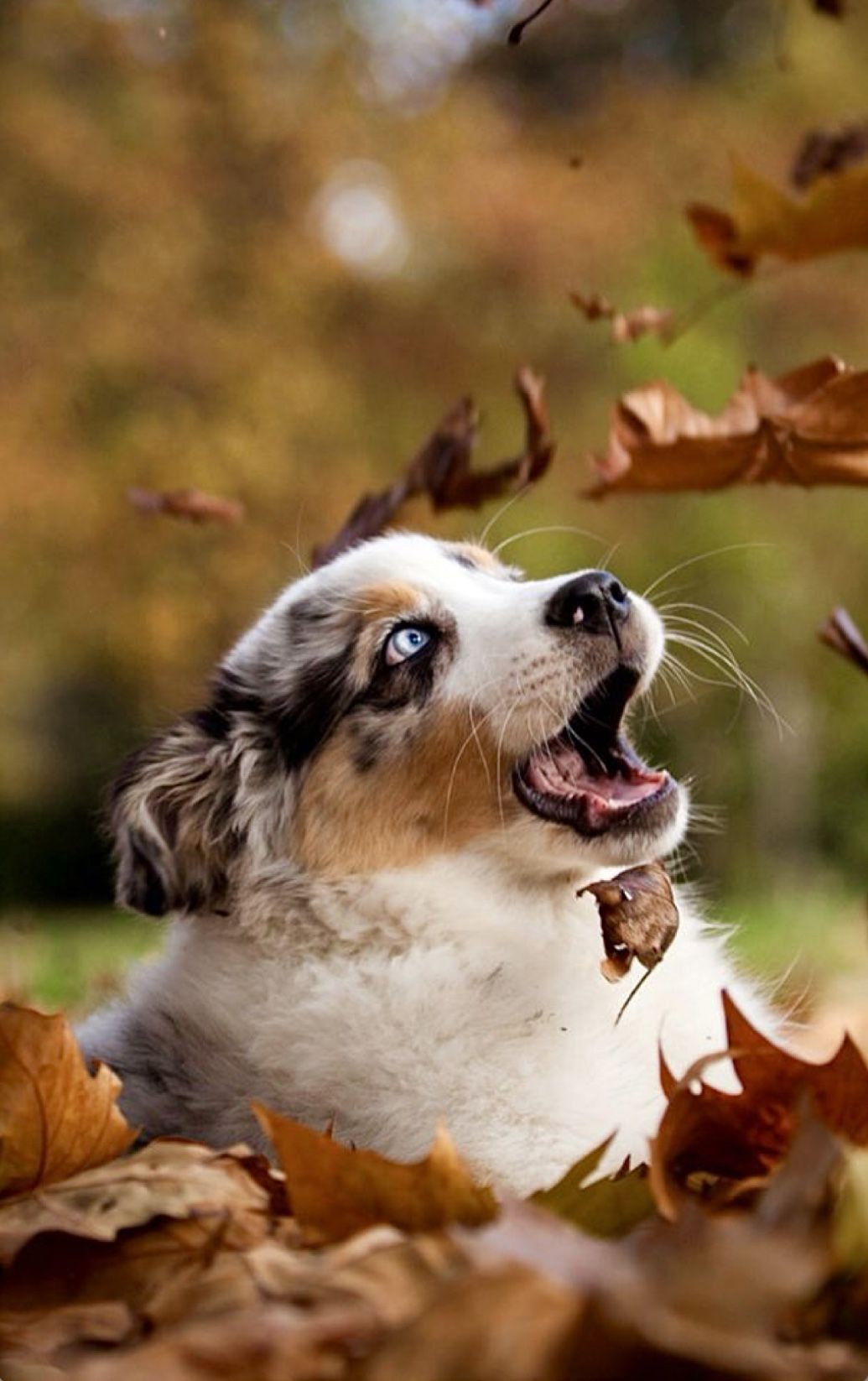 Cute Puppy Autumn Wallpapers - Wallpaper Cave