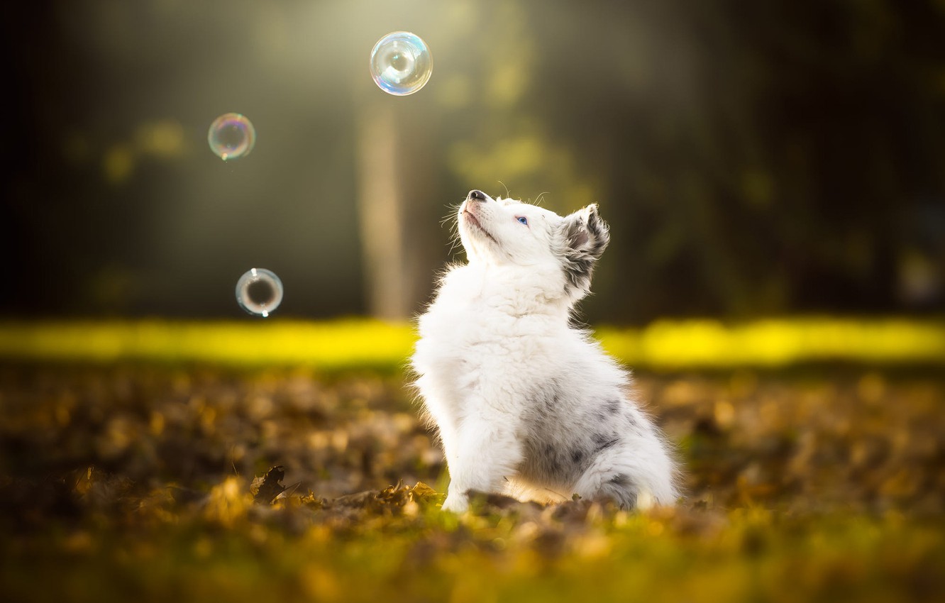 Wallpaper autumn, white, look, leaves, nature, pose, Park, background, foliage, the game, dog, baby, bubbles, muzzle, cute, puppy image for desktop, section собаки