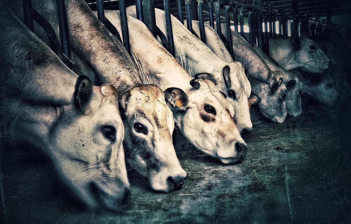 Wallpaper people, cattle, stall, cattle image for desktop, section разное