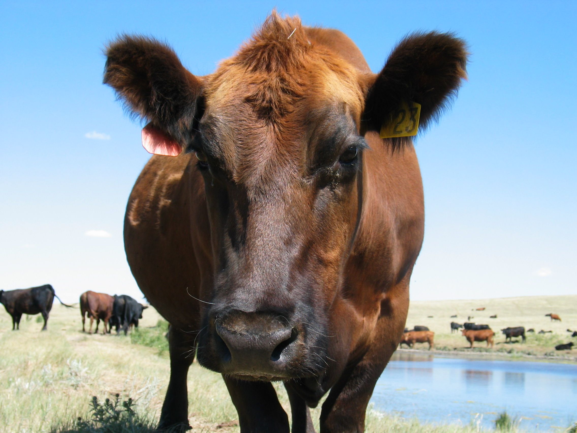 for you crazy cow people. #reallyfreindlycows. Cattle, Animals, Cow