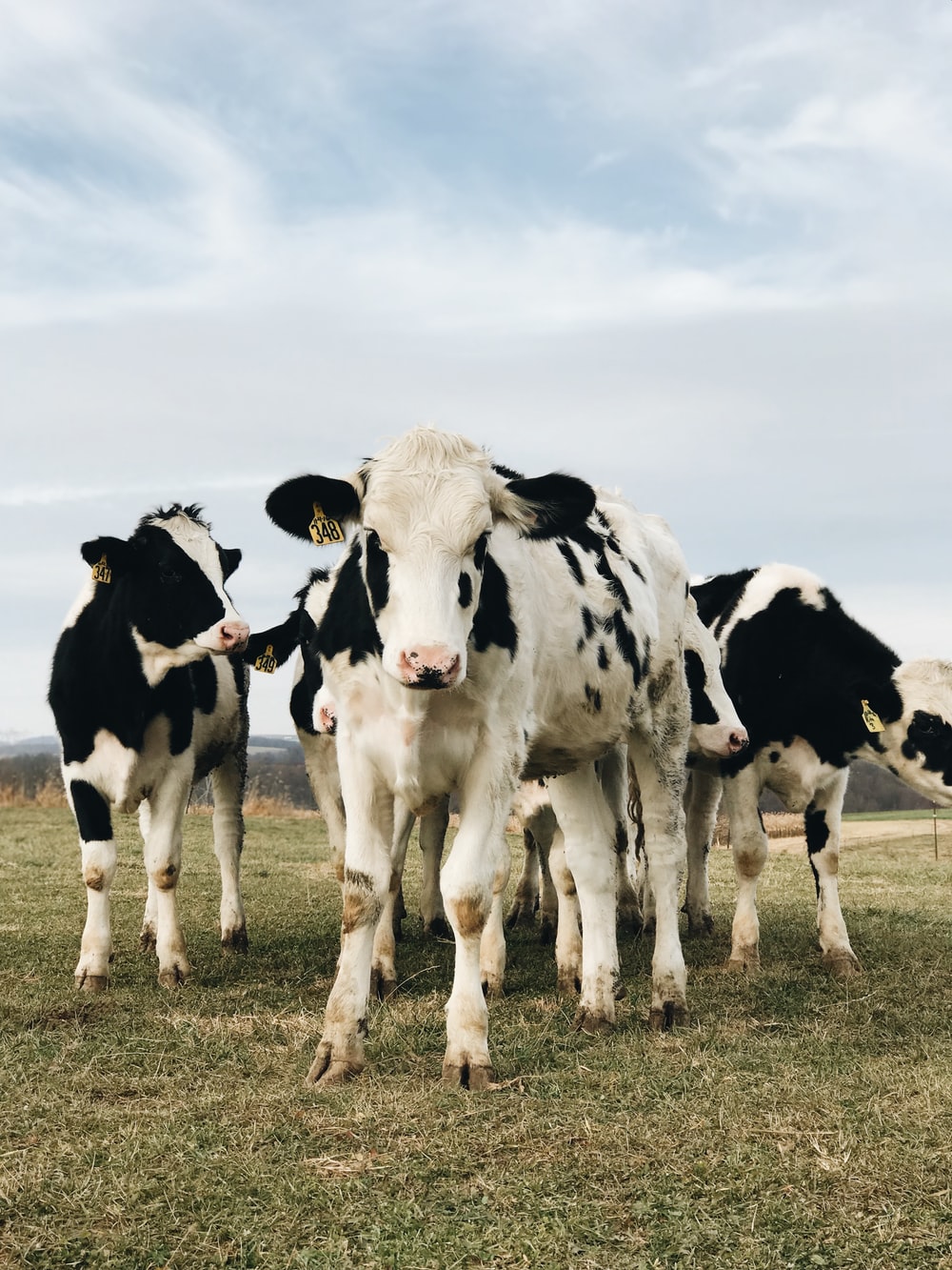 Best Free Cow Picture