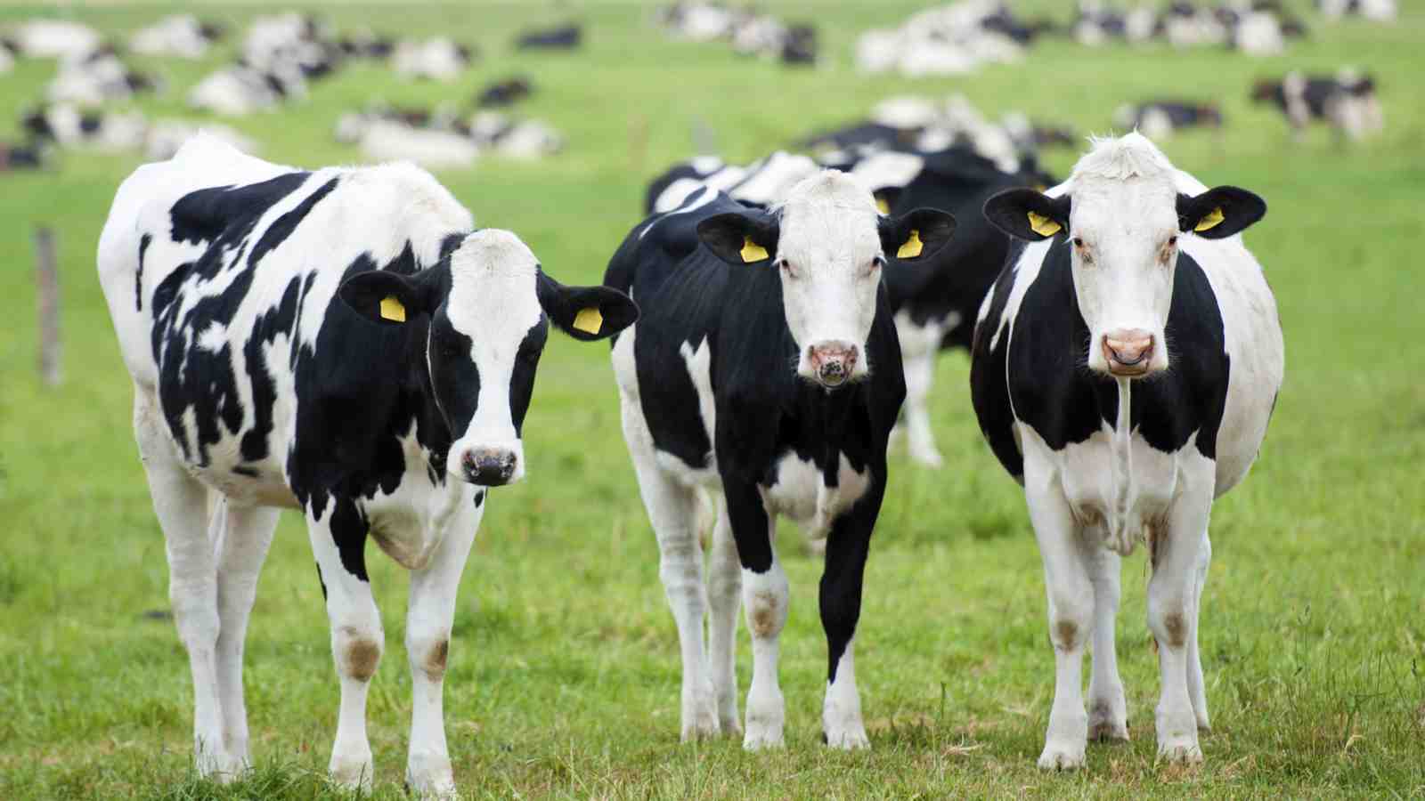 Free download Research to enhance fertility of New Zealand dairy cows [1600x900] for your Desktop, Mobile & Tablet. Explore Dairy Cow Wallpaper. Cute Cow Wallpaper, Cow Print Wallpaper, HD Cow Wallpaper