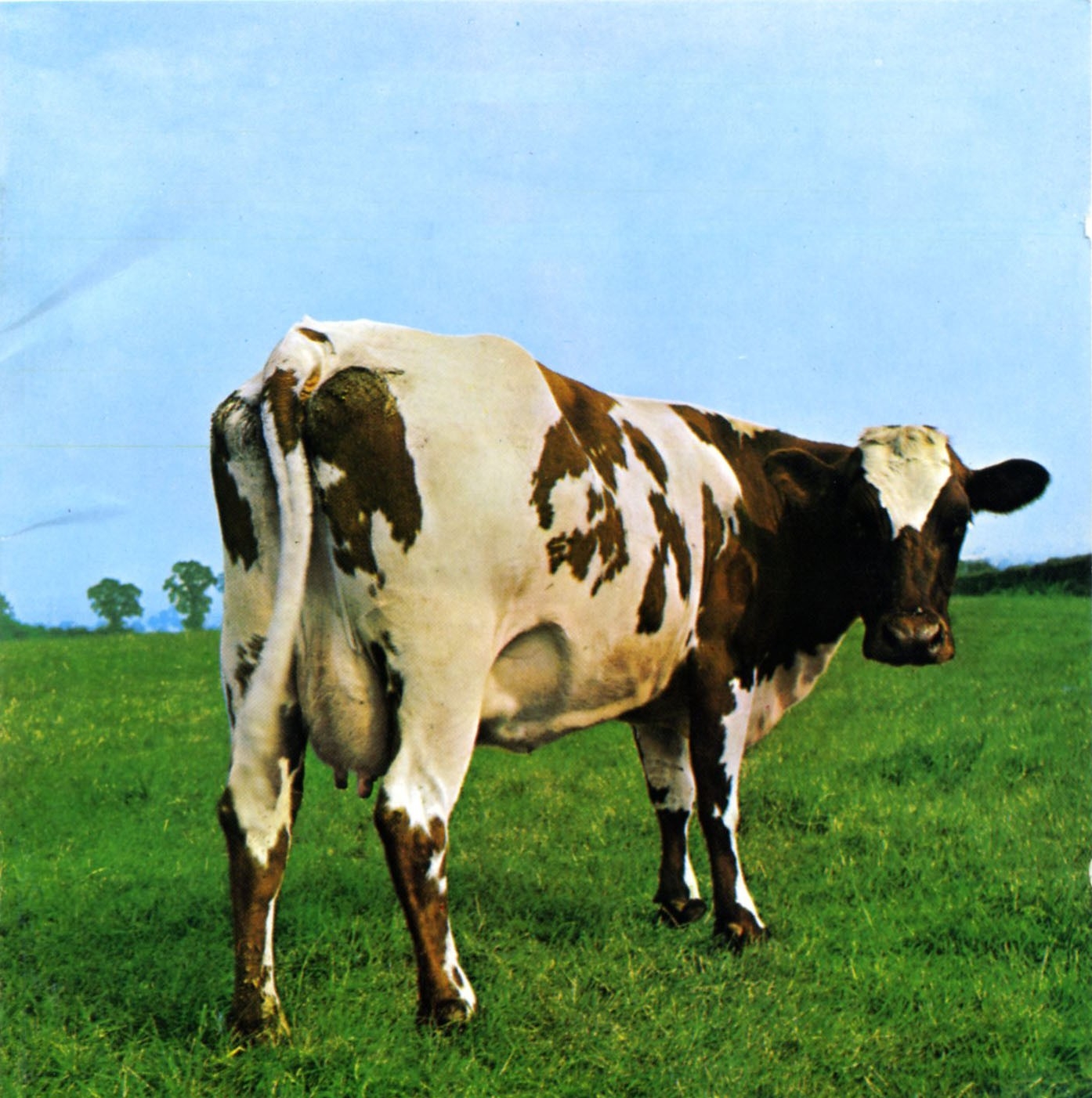 Download Wallpaper, Download 2560x1600 pink floyd cows 1394x1402 wallpaper People HD Wallpaper, Hi Res People Wallpaper, High Definition Wallpaper