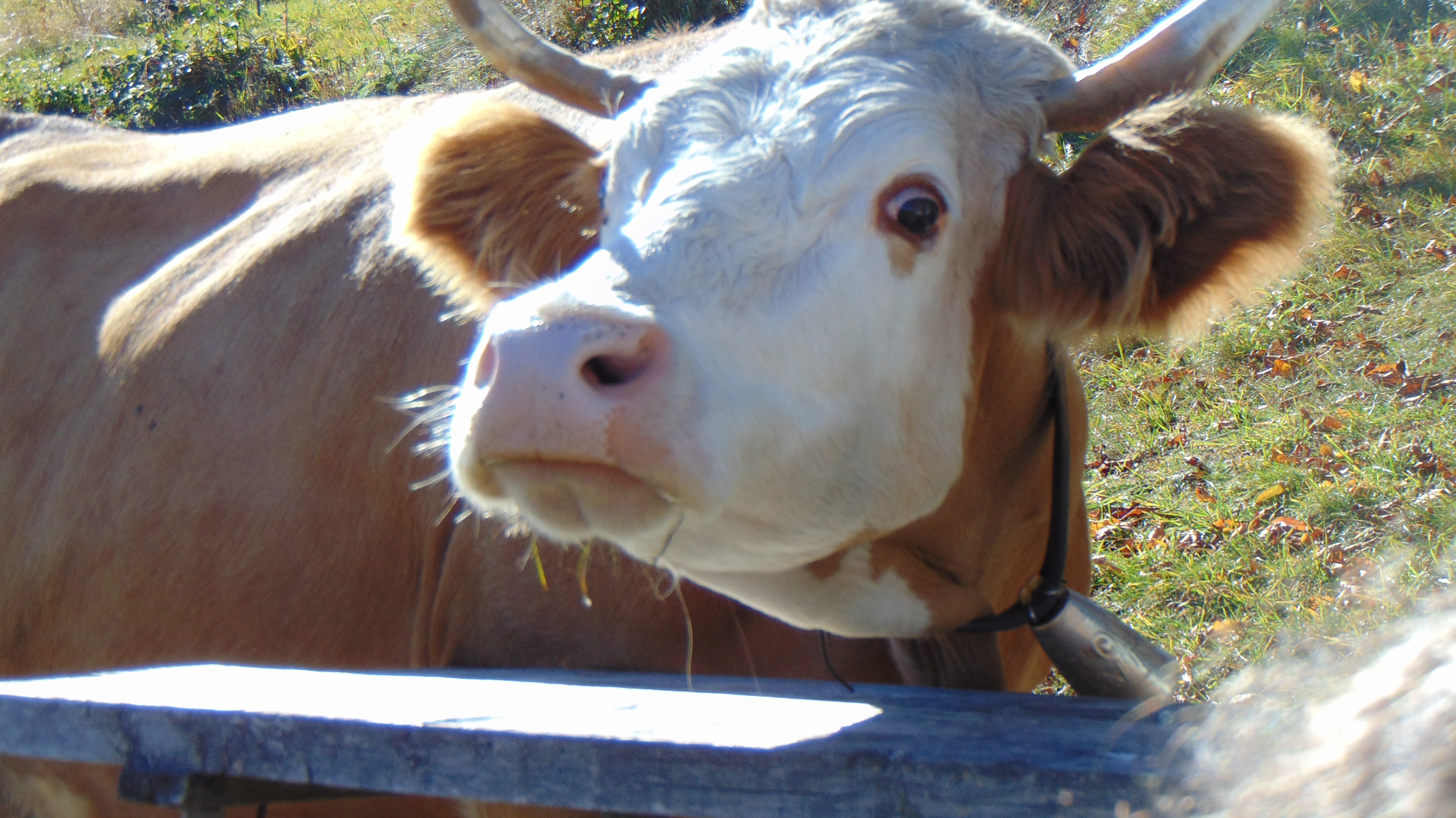 Wallpaper, 11 eyes, animals, sport, bicycle, forest, people, sun bathing, holiday, cow, nature 5152x2896