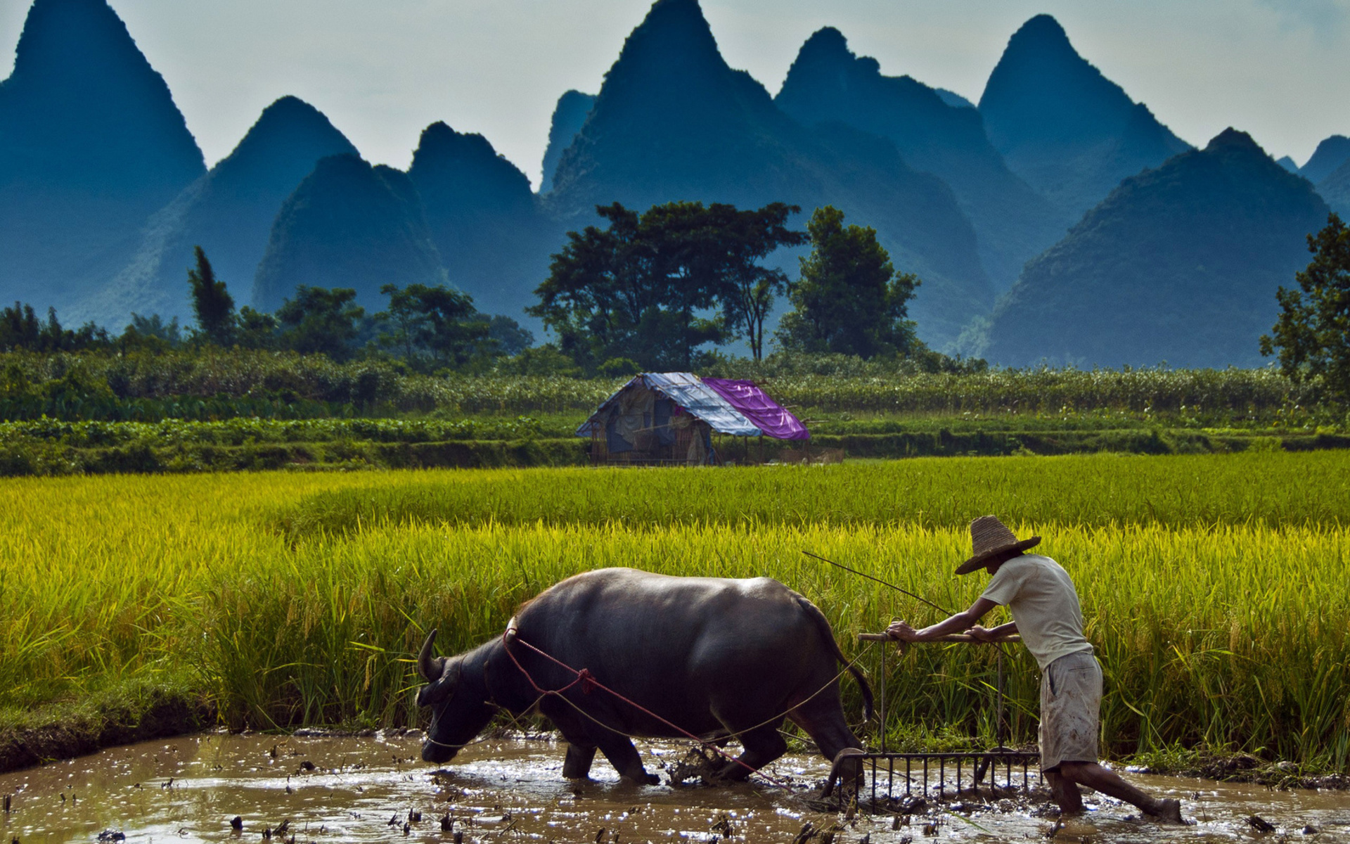nature, Landscapes, Fields, Farm, Mountains, Tropical, Architecture, Buildings, Trees, Haze, Sky, Men, Males, People, Animals, Bull, Oxen, Cow, Water, Farming Wallpaper HD / Desktop and Mobile Background