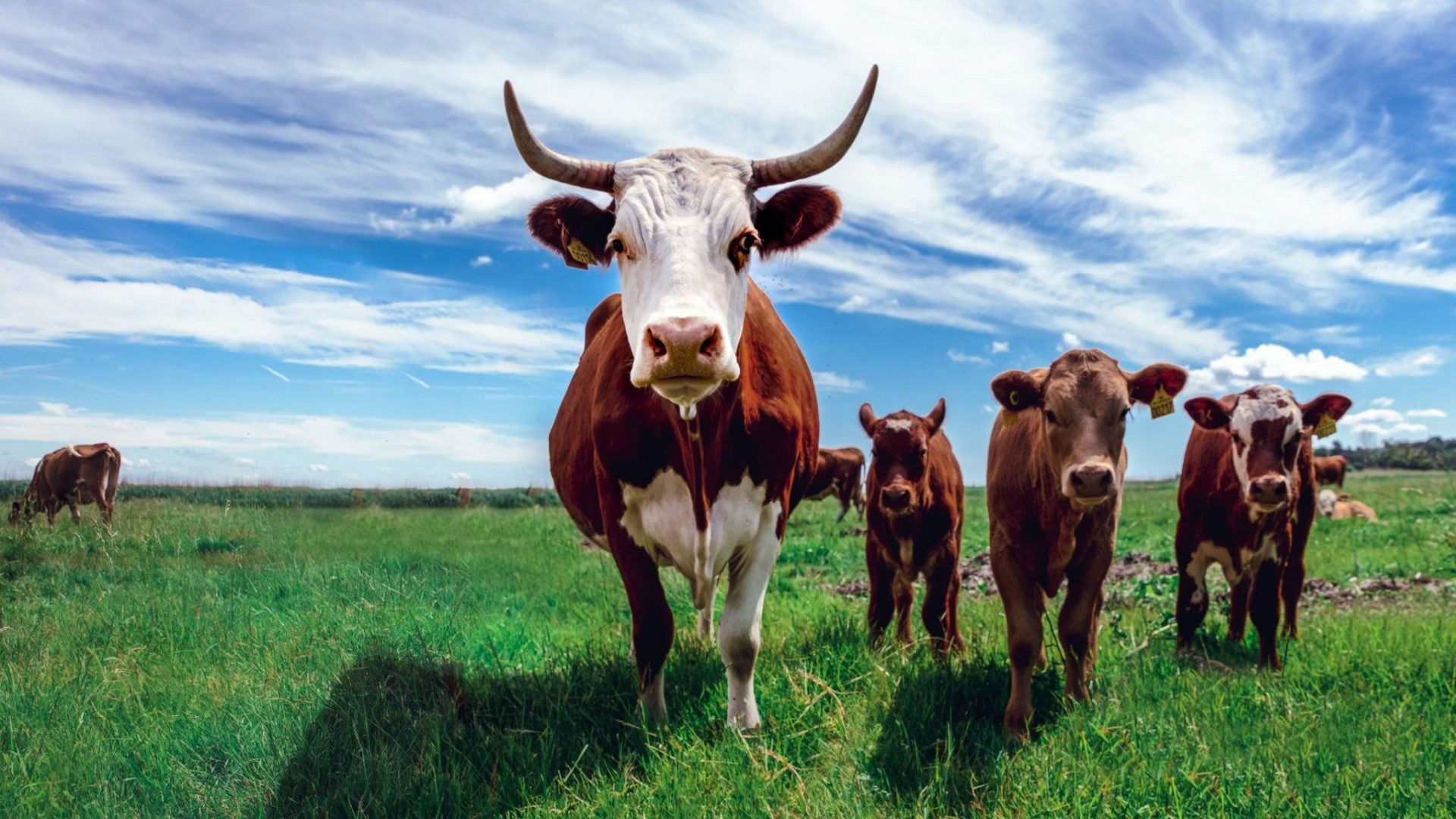 Gene Edited Cows Could Make Meat More Sustainable. But Would People Eat It?