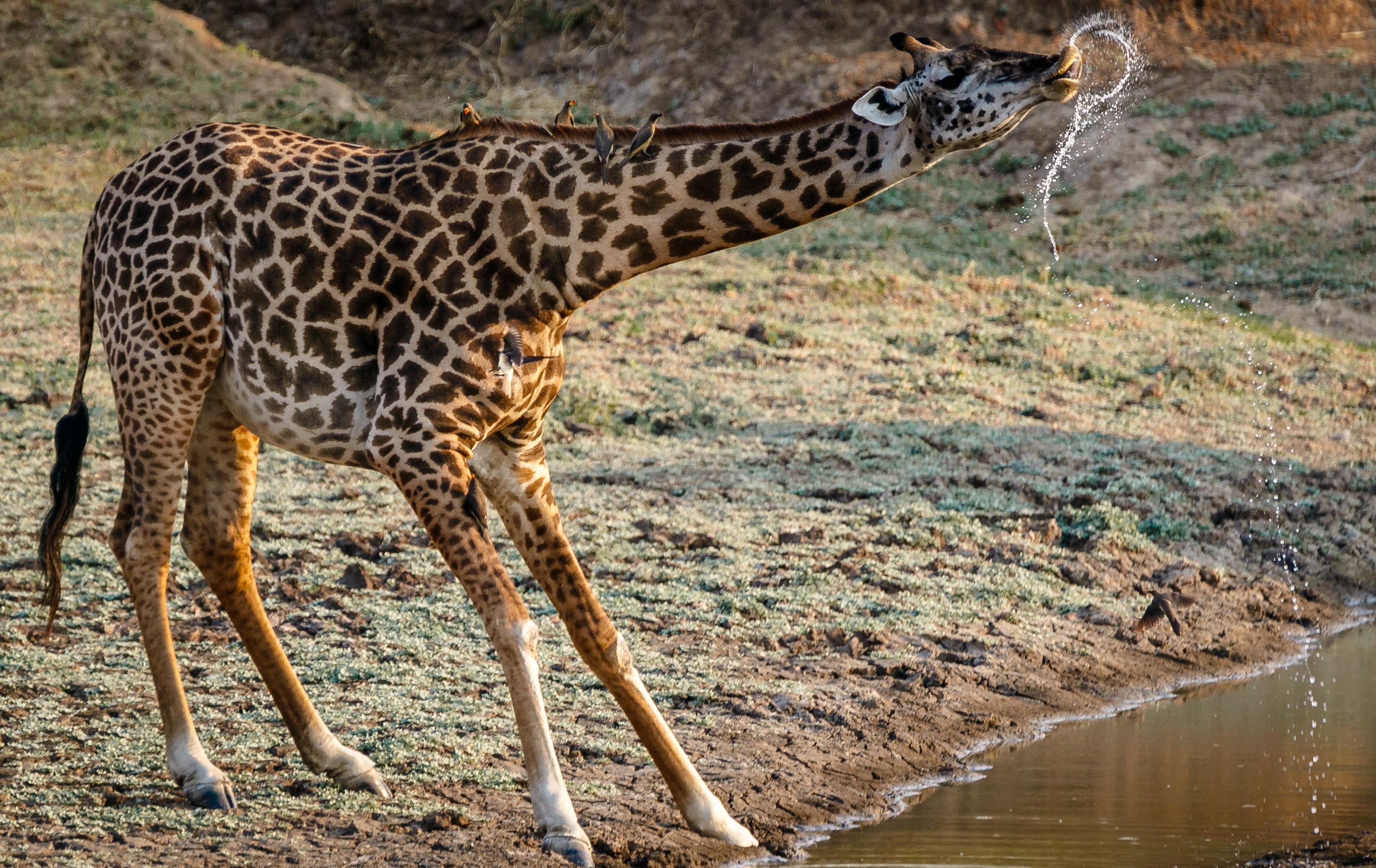 Giraffe Drinking Water · Free