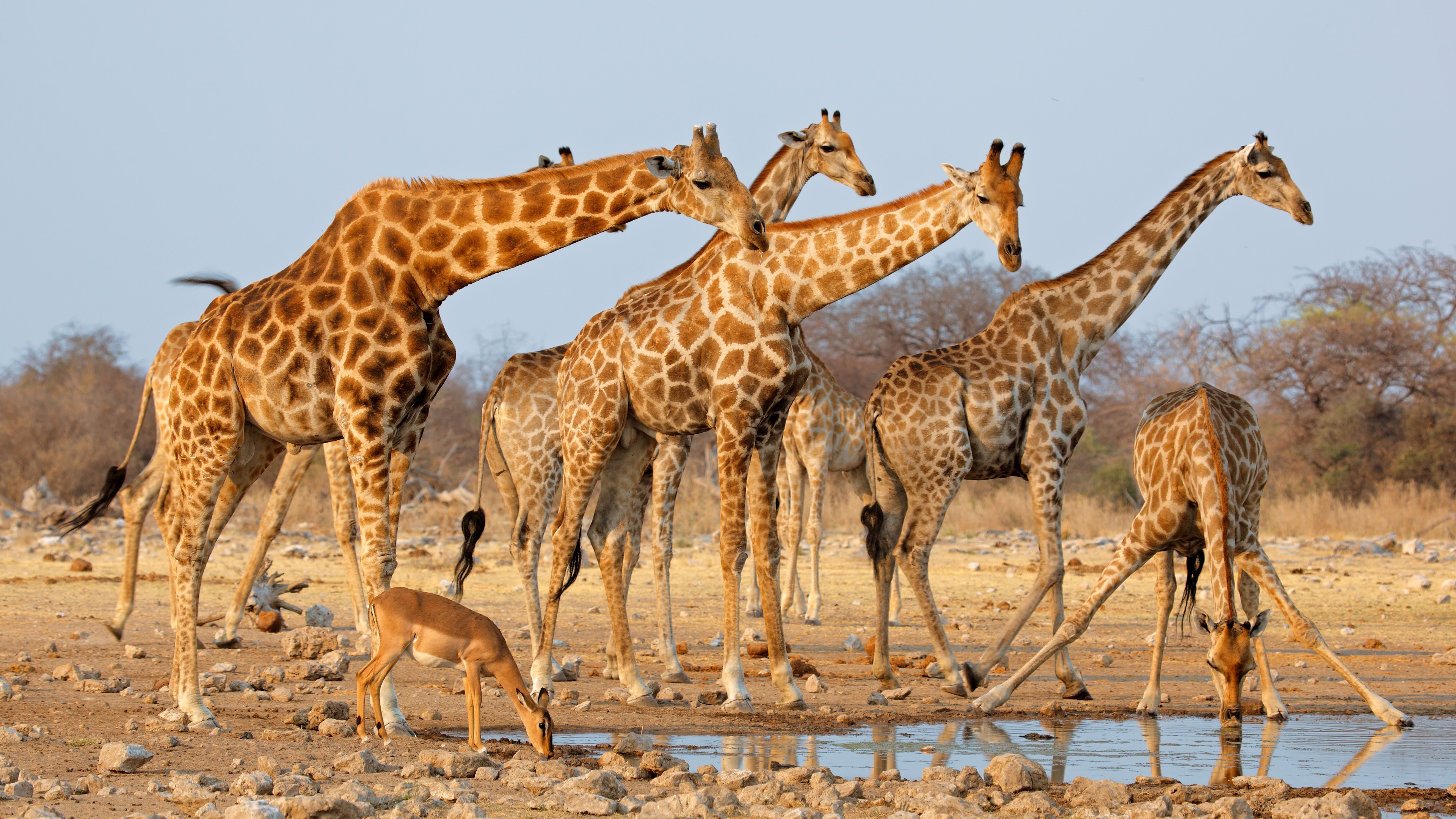 Wallpaper Giraffes, drink water 3840x2160 UHD 4K Picture, Image