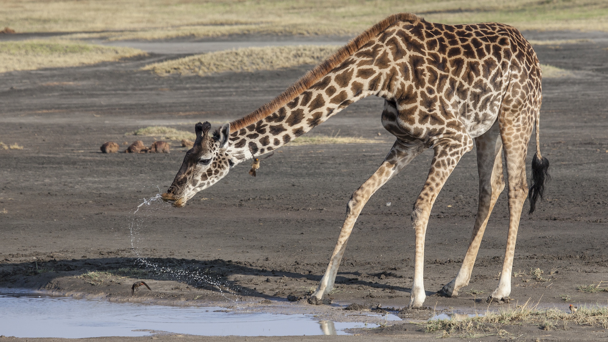 giraffe drinking from a pool of water in Africa HD Wallpaper