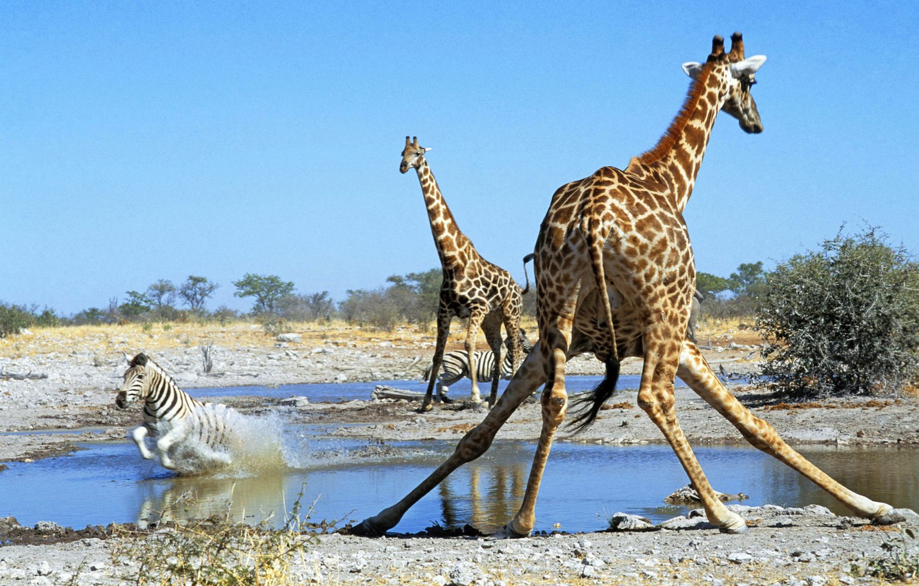 Wallpaper giraffe, Zebra, Savannah, Africa, drink image for desktop, section животные
