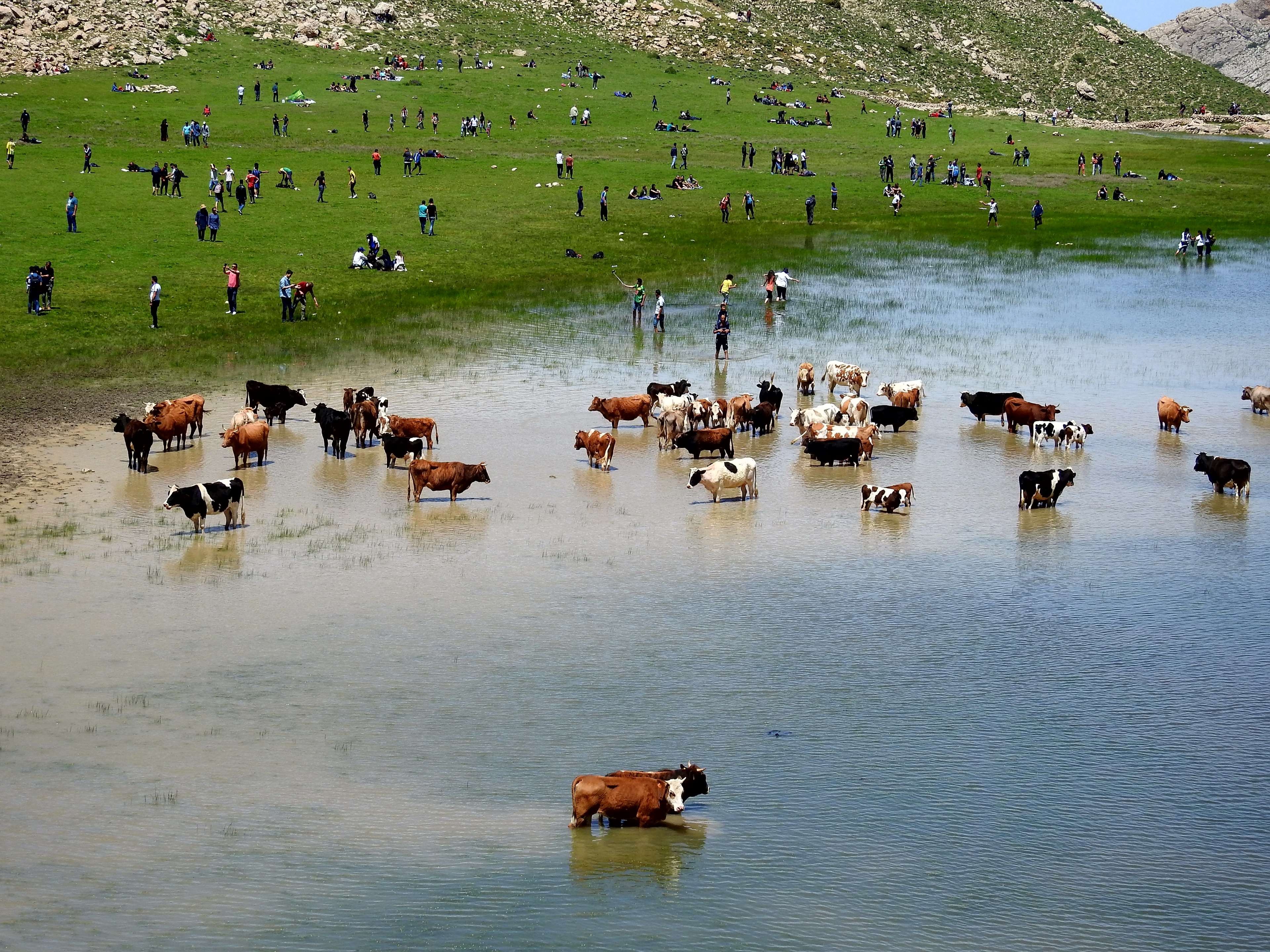 cows, garden, golf green, lake, mountain, people 4k wallpaper