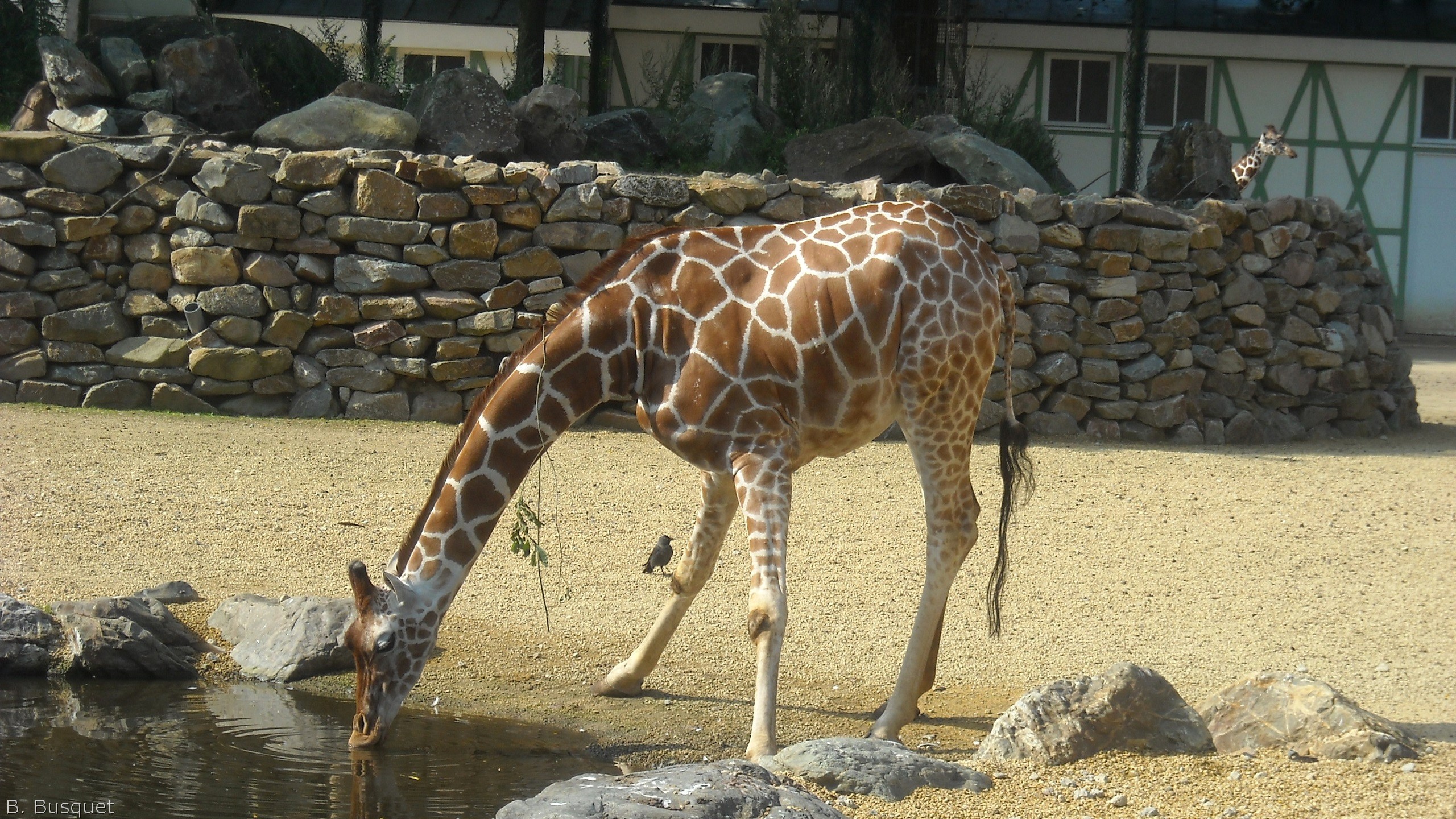 Giraffe's HD Wallpaper