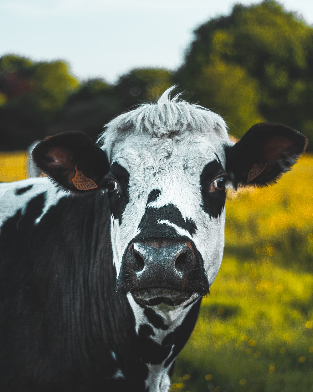 Best Free Cow Picture
