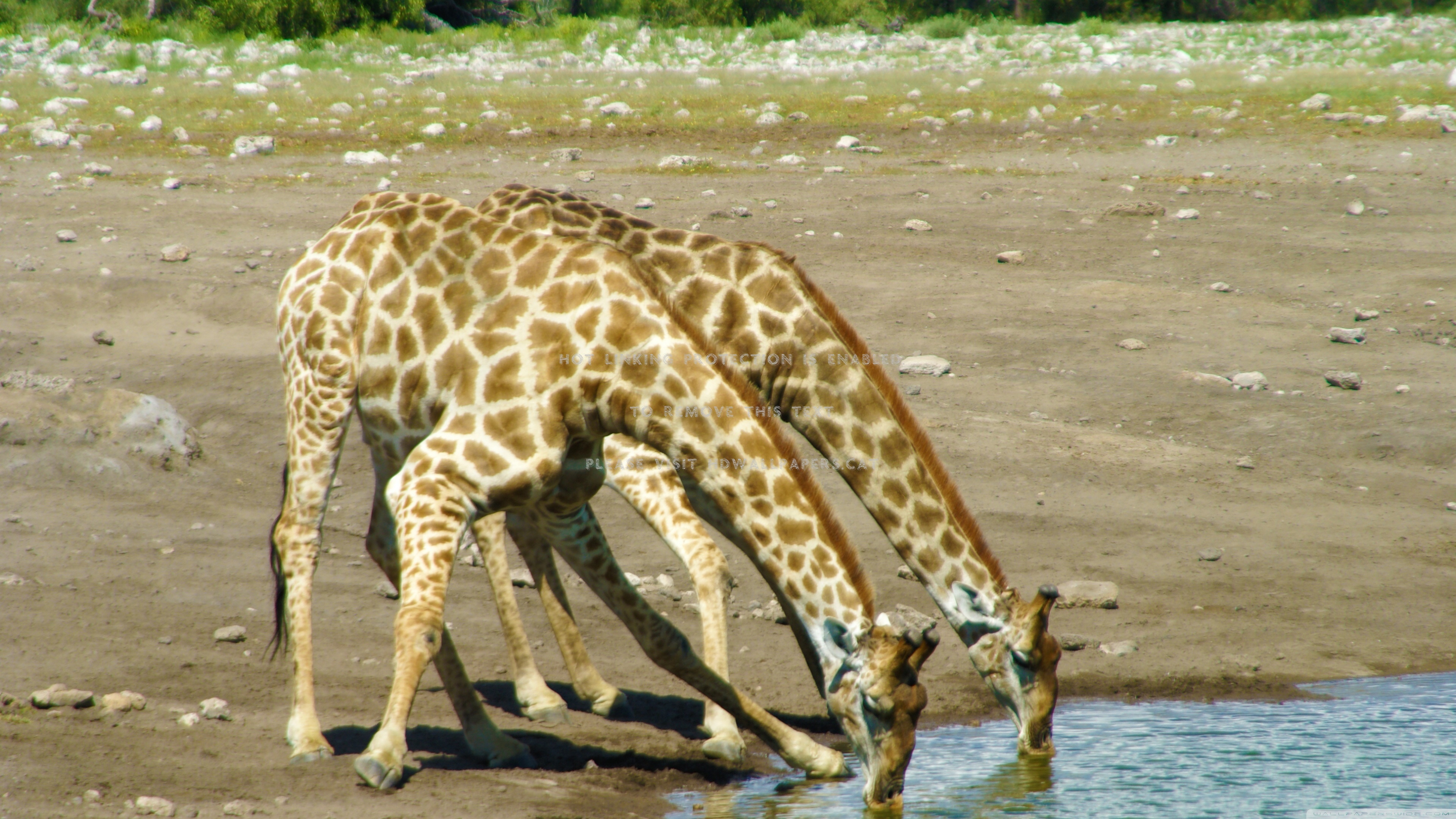 giraffe nature water drinking animals