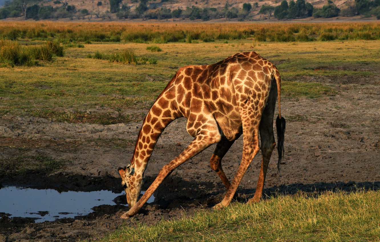Wallpaper water, pose, thirst, heat, puddle, giraffe, Savannah, Africa, drink, wildlife, heat image for desktop, section животные