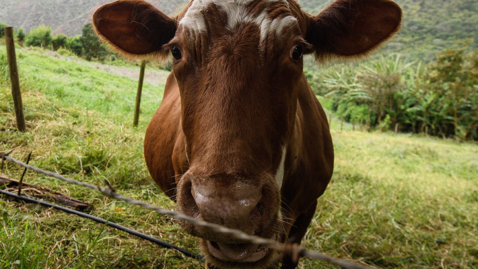 K 9 Bites Cow, Georgetown Co. Deputy Tases K 9, Cow Kicks Deputy. News 4 Buffalo