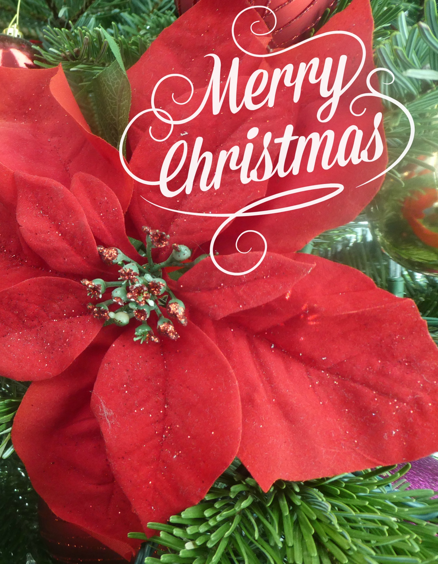 Merry Christmas Poinsettia Free Domain Picture