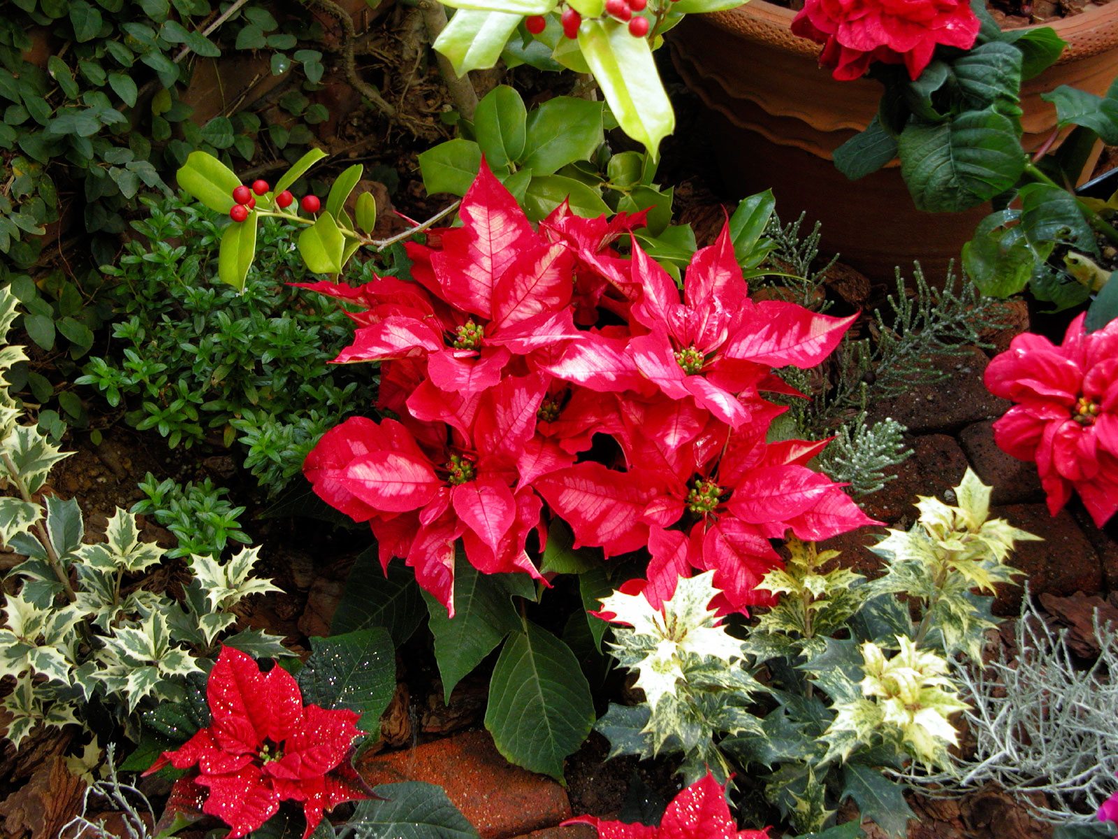 Popular Christmas Plants And Flowers