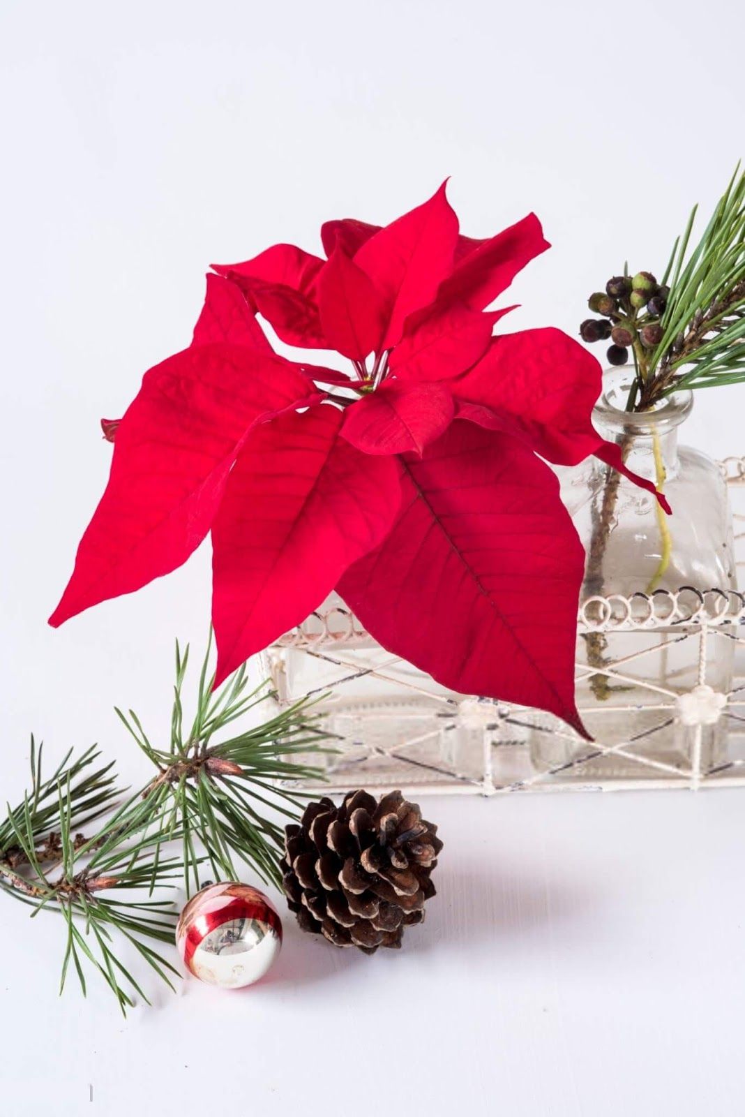 Beautiful Picture of Christmas Flowers Free Download. Merry christmas photo, Christmas flowers, Merry christmas image