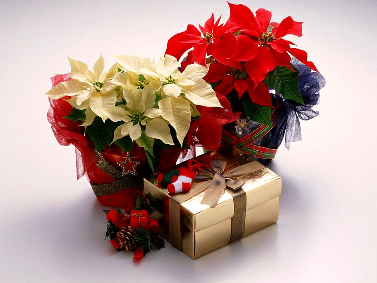 Flowers, Merry Christmas, Red wallpaper. FREE Download pics