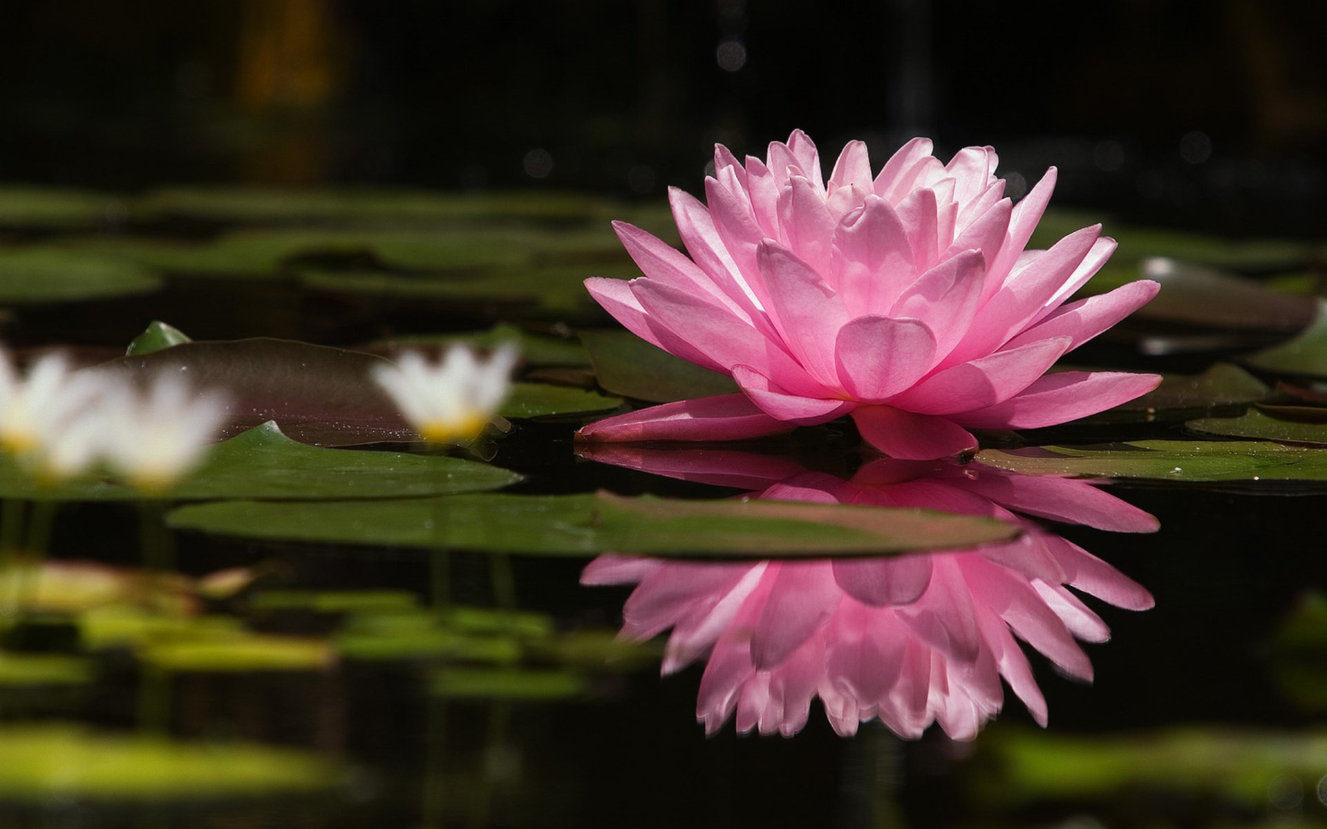 Water Lily HD Wallpaper and Background Image