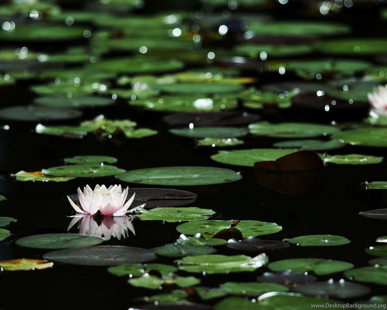 Water Lily Wallpaper Desktop Background