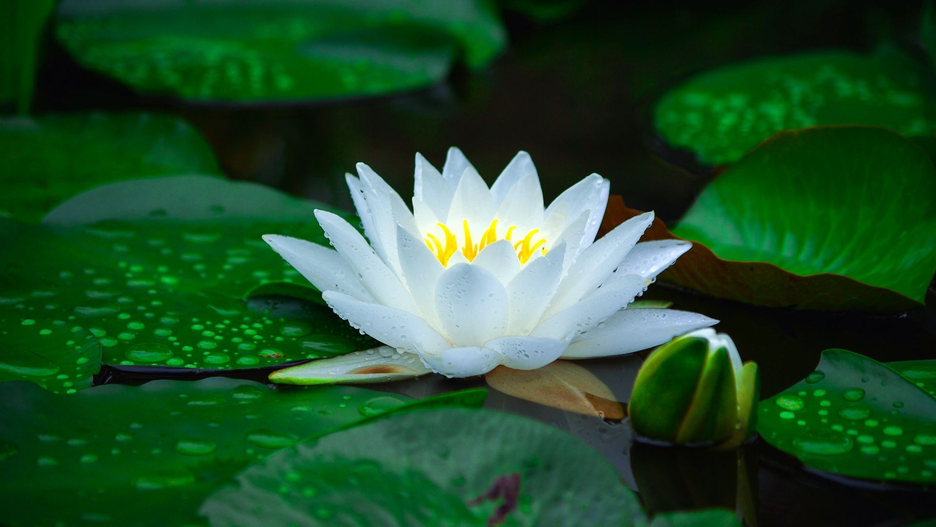 Bloom, white, water lily, leaf, lake, flower wallpaper, HD image, picture, background, a81be1