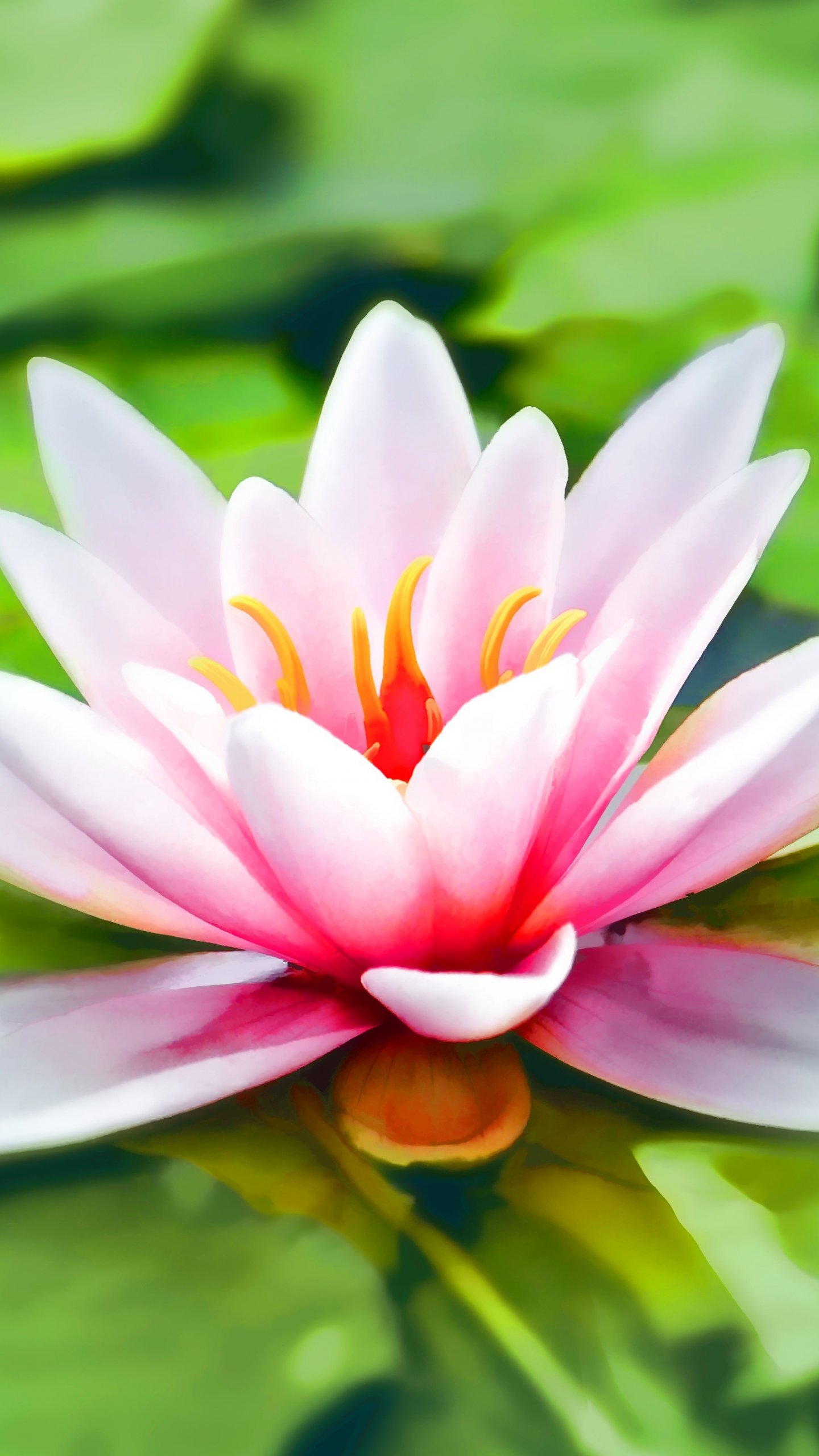 Water Lily Wallpaper, Android & Desktop Background