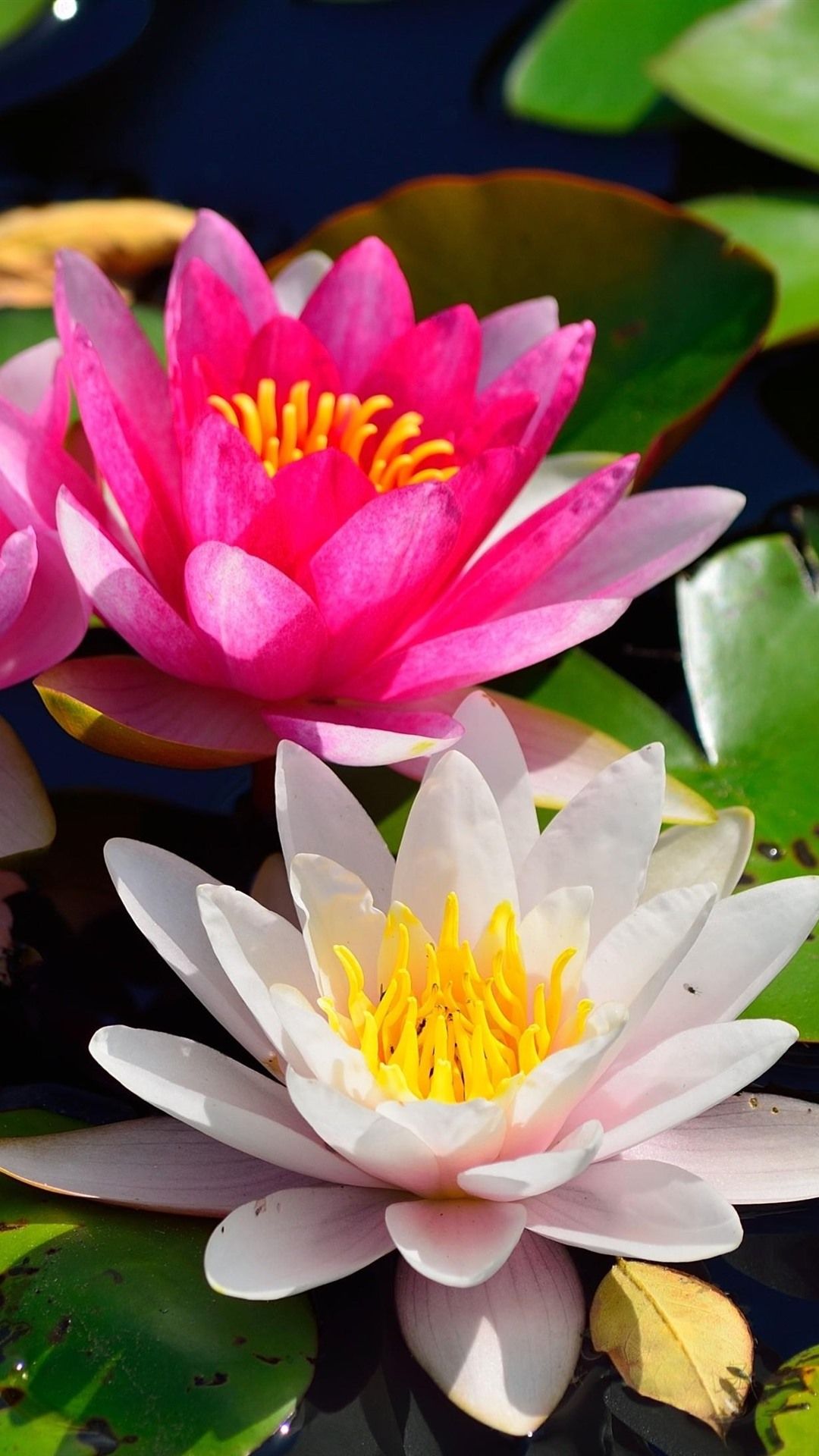 Water Lily Wallpaper