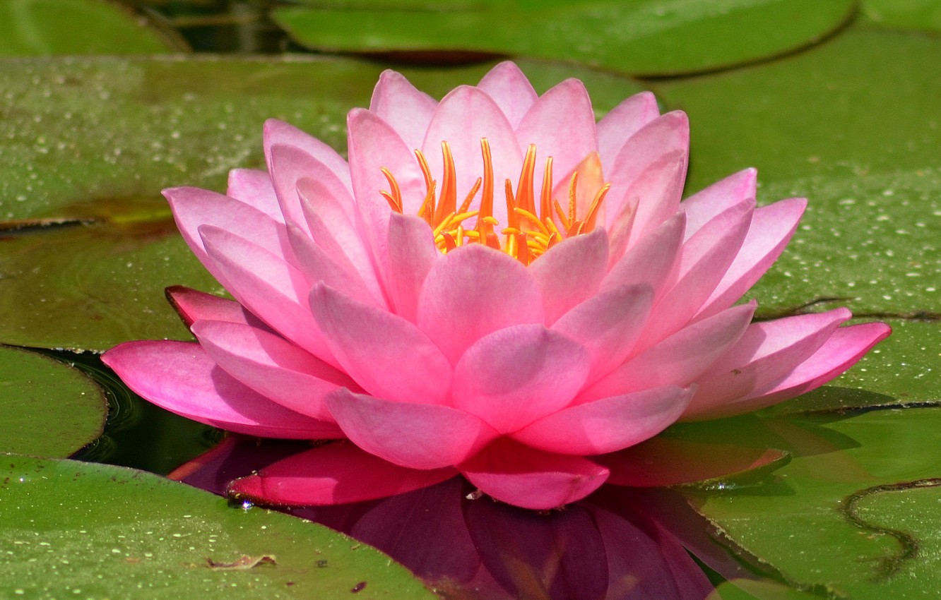 Wallpaper Water lily, Water Lily, Pink lily image for desktop, section цветы