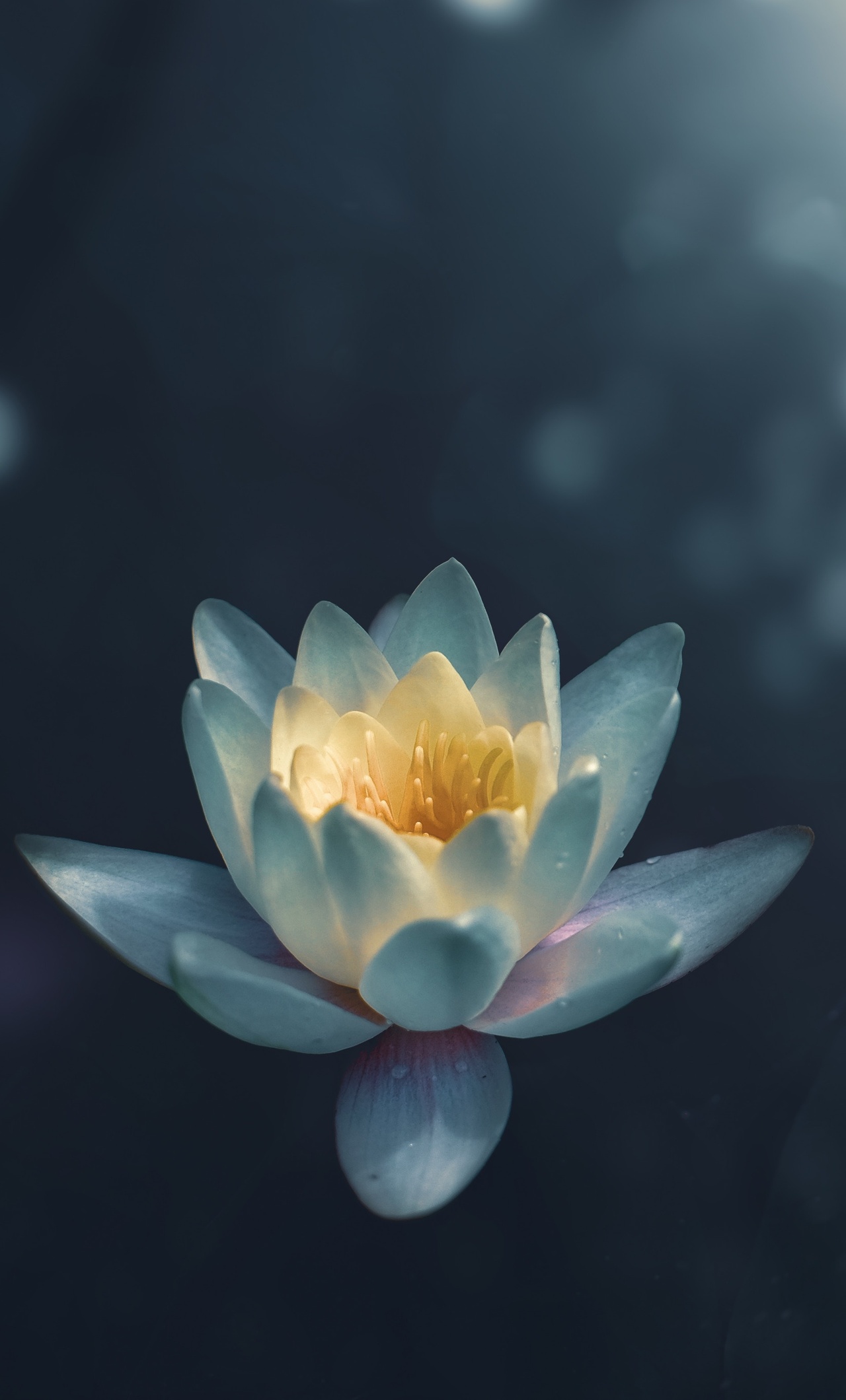 Water Lily iPhone HD 4k Wallpaper, Image, Background, Photo and Picture