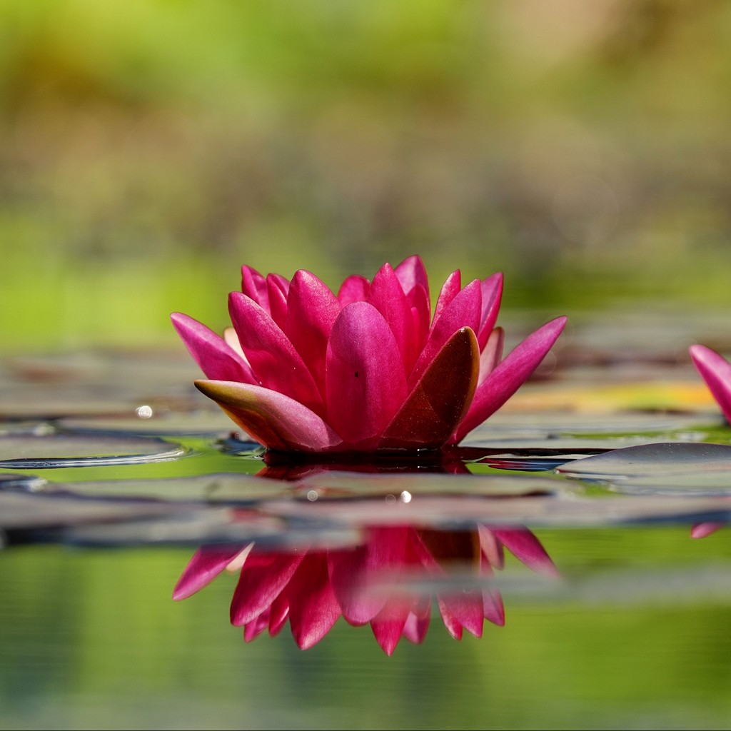 Waterlily Flower Petals Water Wallpaper