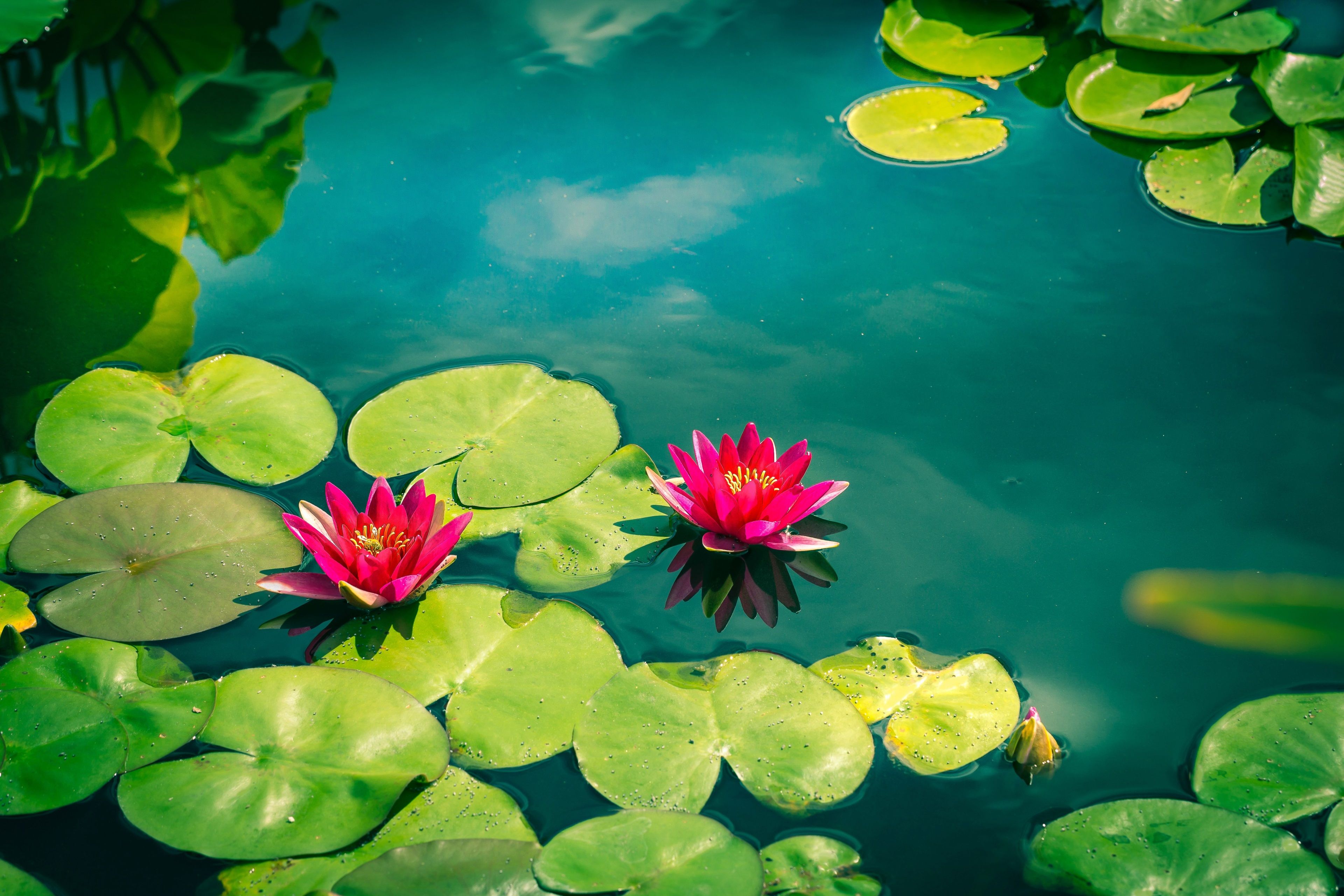 Water Lily Wallpaper HD Wallpaper