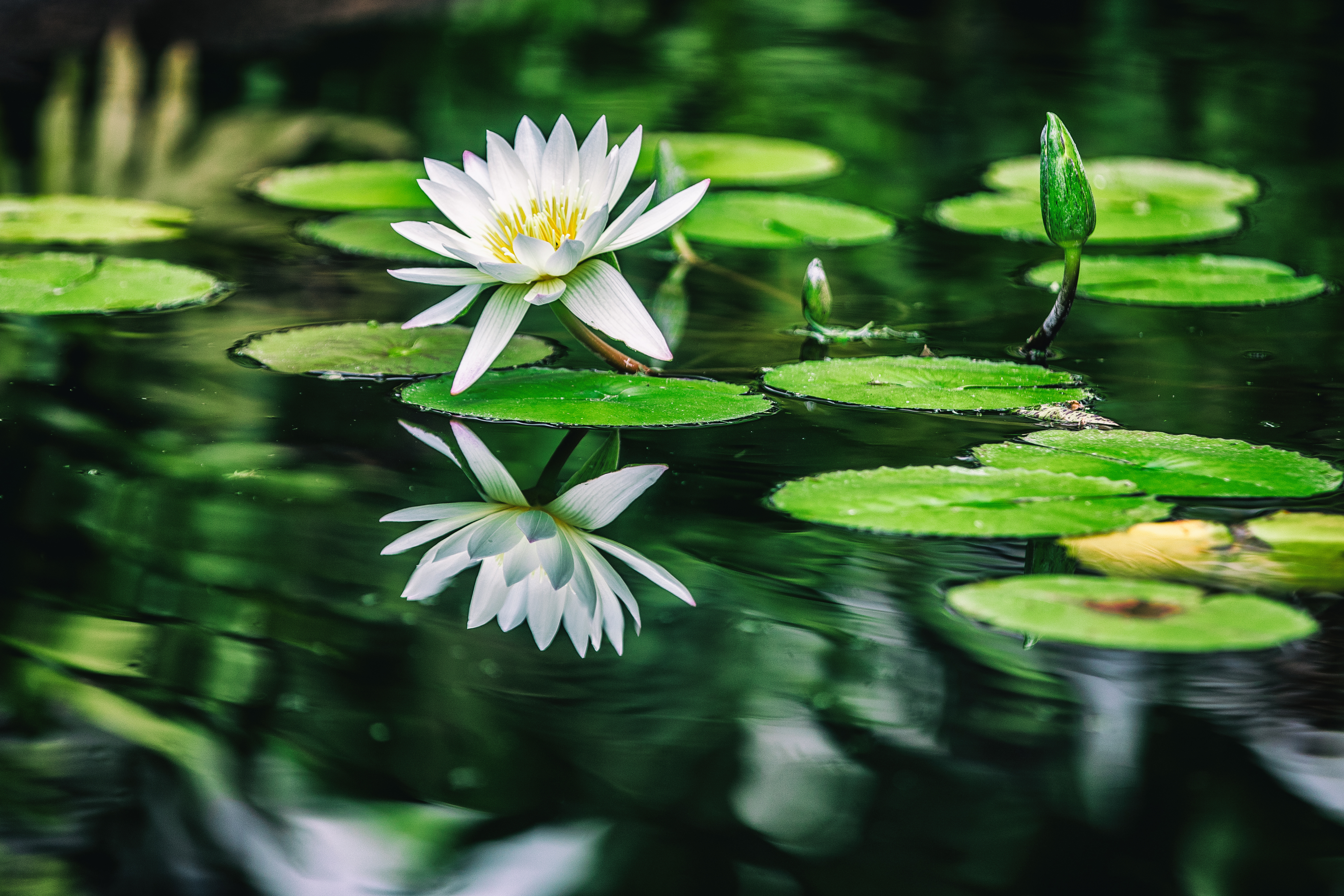 Wallpaper 4k Water Lilies 4k Wallpaper
