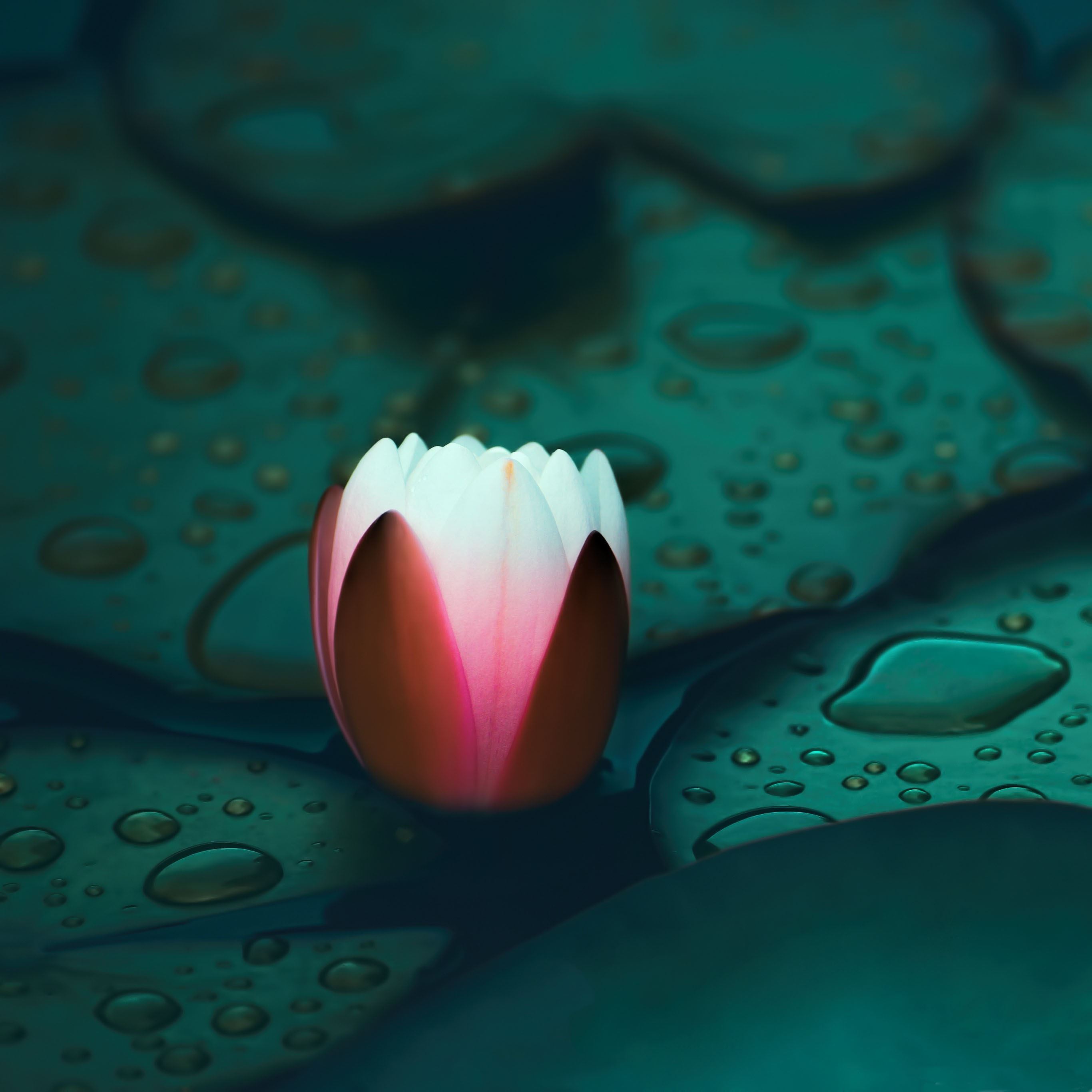 Water lily iPad Pro Wallpaper Free Download